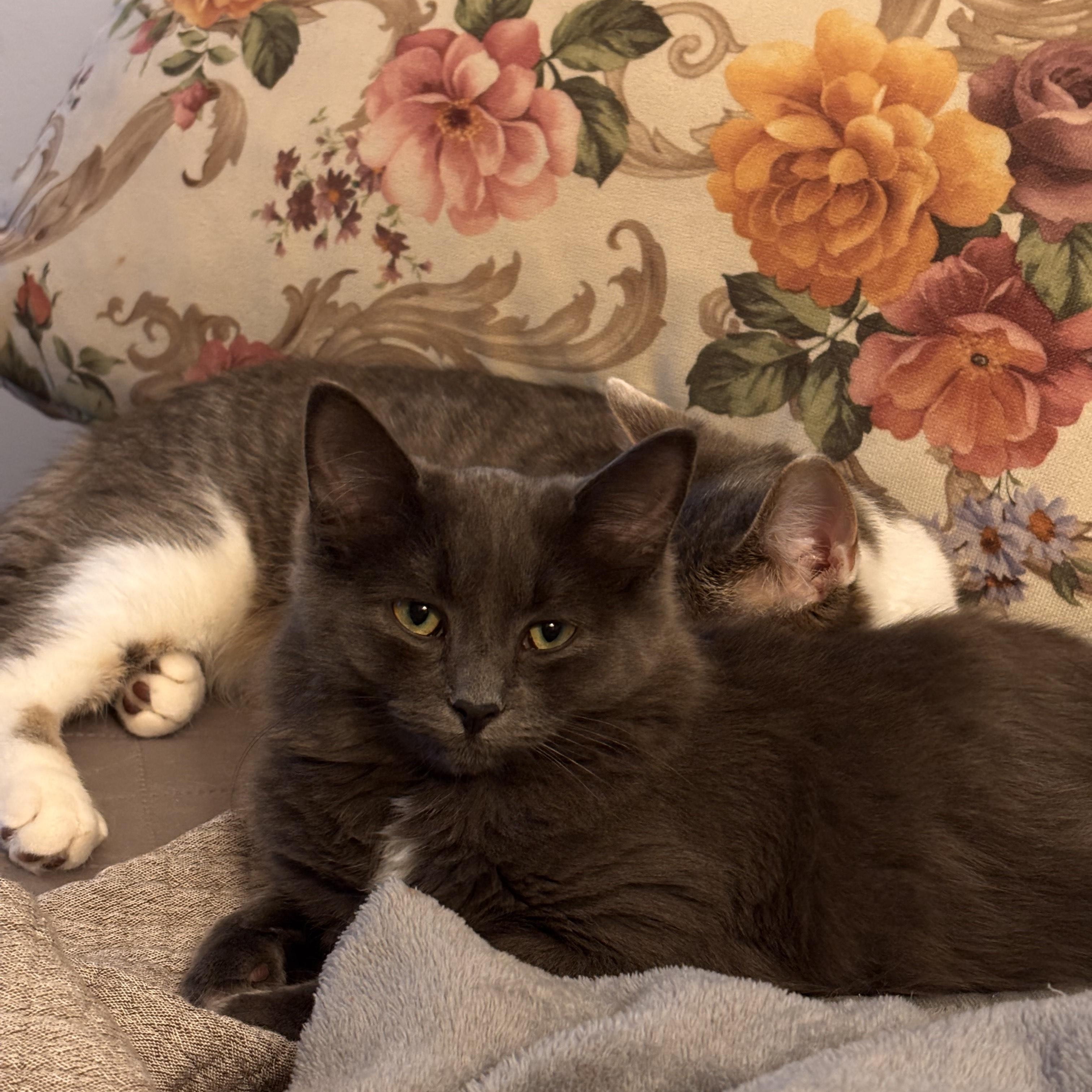 Enlarge Lottie *MUST BE ADOPTED AS A BUDDY CAT*, an adopted Domestic Long Hair in Toronto, ON image 4/6