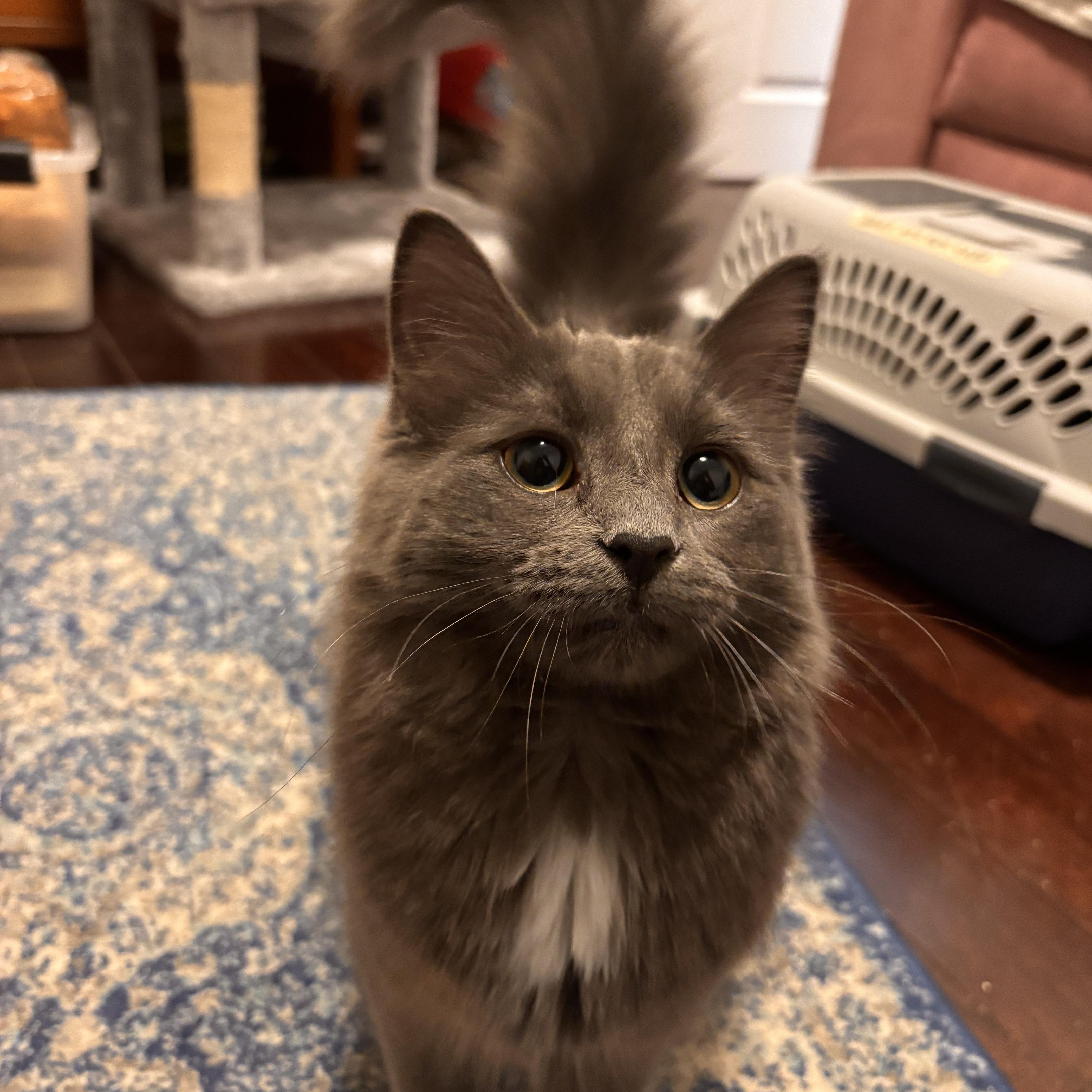 Enlarge Lottie *MUST BE ADOPTED AS A BUDDY CAT*, an adopted Domestic Long Hair in Toronto, ON image 1/6