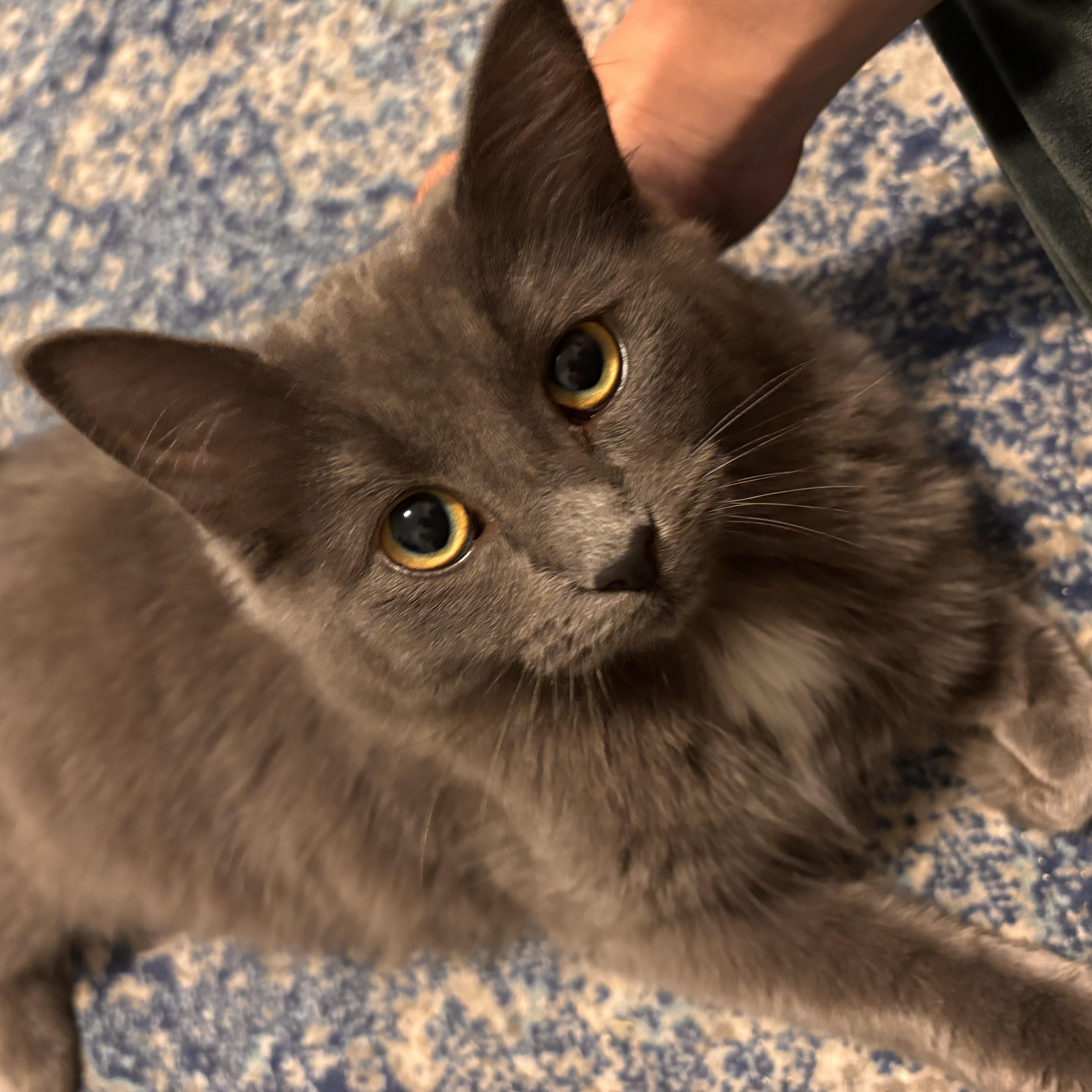 Enlarge Lottie *MUST BE ADOPTED AS A BUDDY CAT*, an adopted Domestic Long Hair in Toronto, ON image 3/6