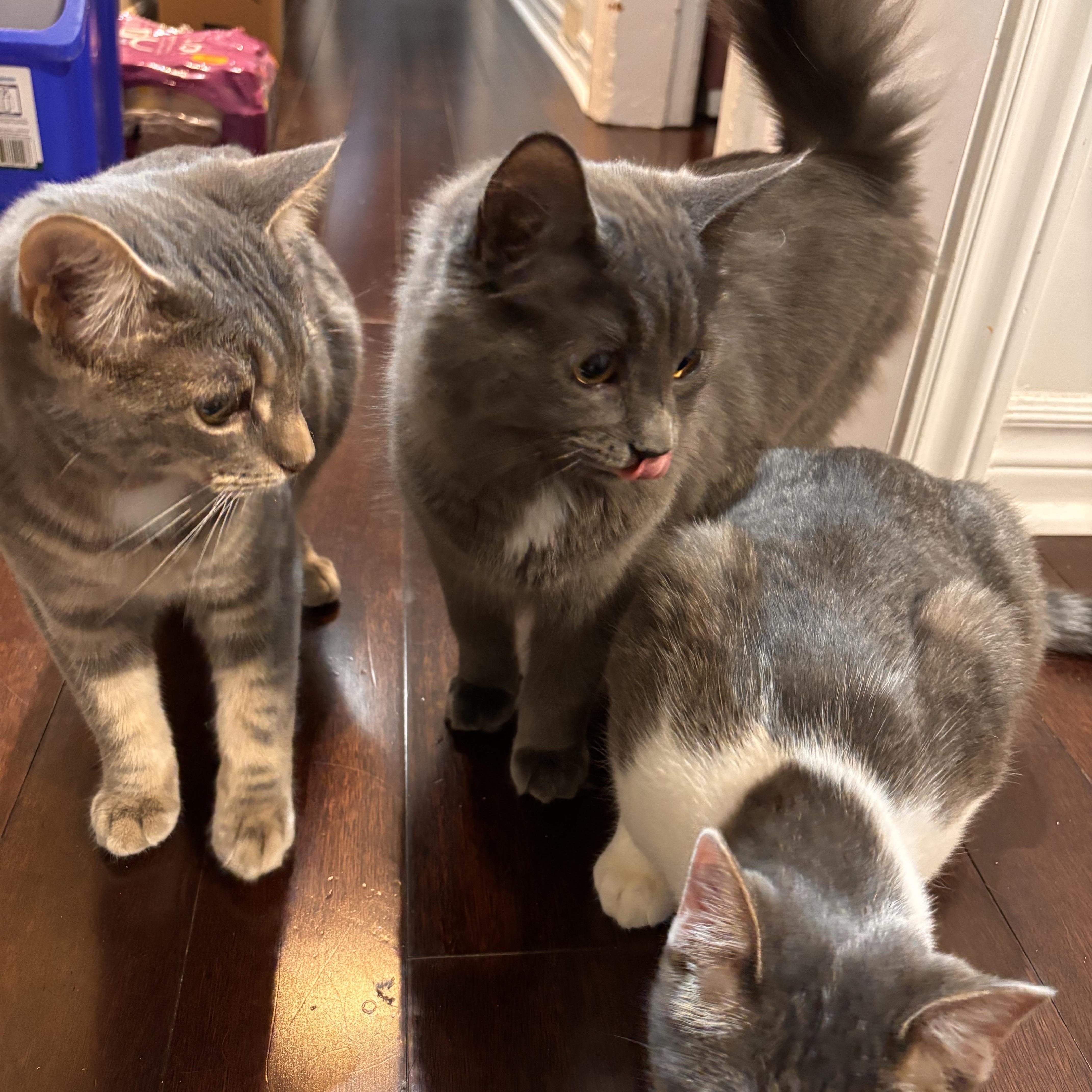 Enlarge Lottie *MUST BE ADOPTED AS A BUDDY CAT*, an adopted Domestic Long Hair in Toronto, ON image 6/6