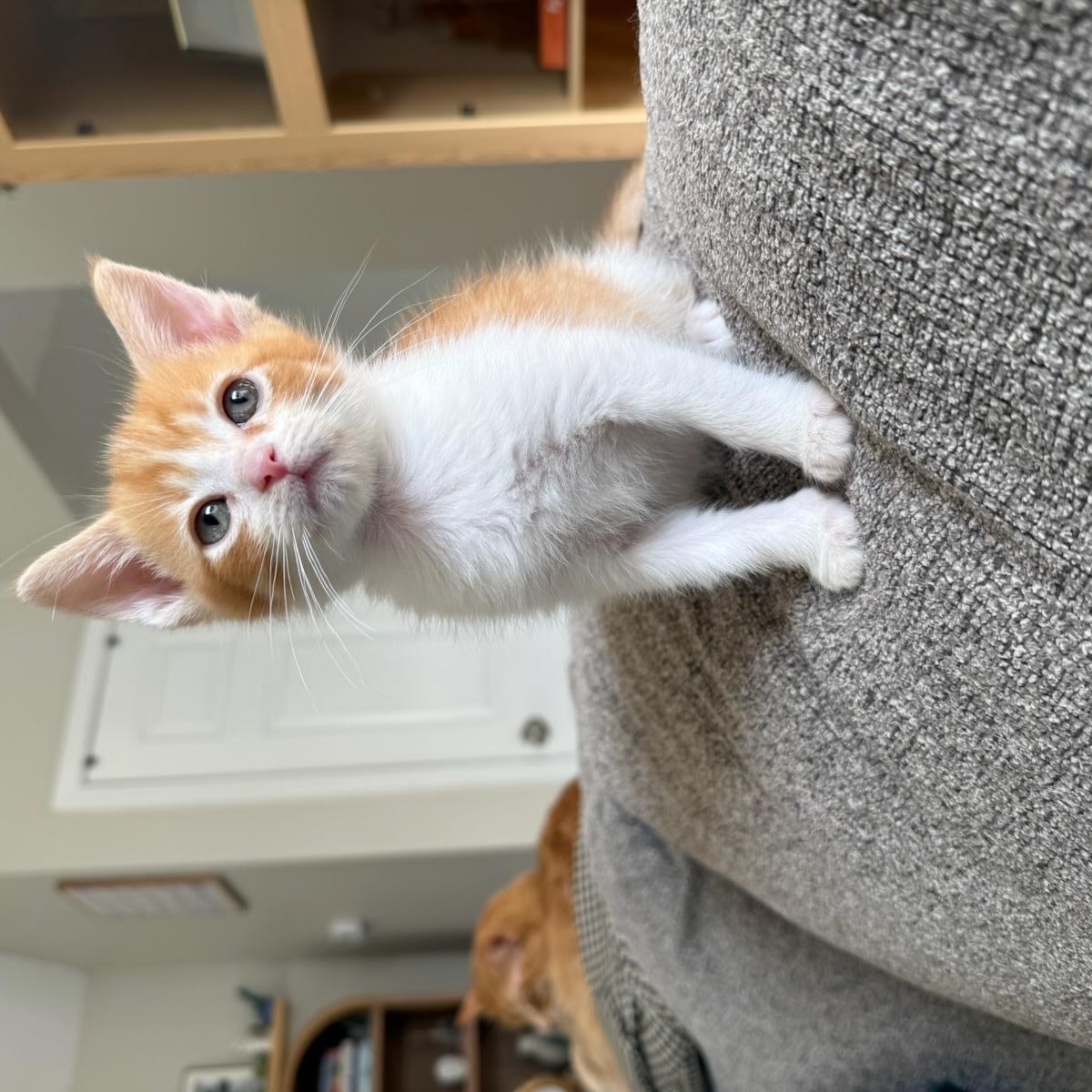 Sink (orange tabby & white), an adopted Domestic Short Hair in Nashville, TN image 2/4