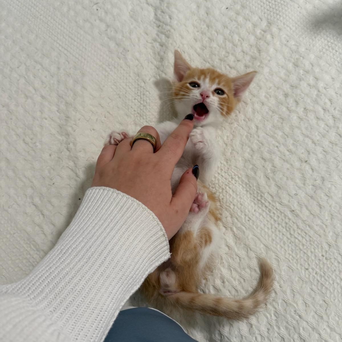 Sink (orange tabby & white), an adopted Domestic Short Hair in Nashville, TN image 1/4