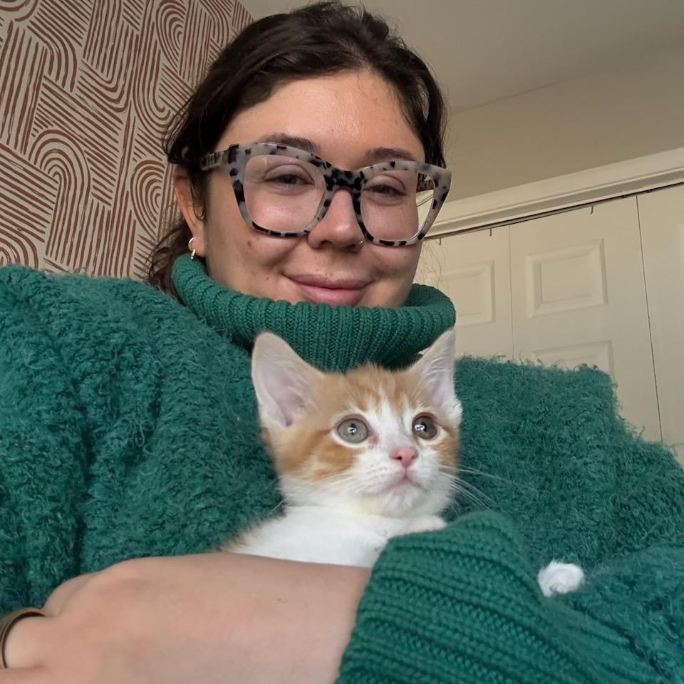Sink (orange tabby & white), an adopted Domestic Short Hair in Nashville, TN image 3/4