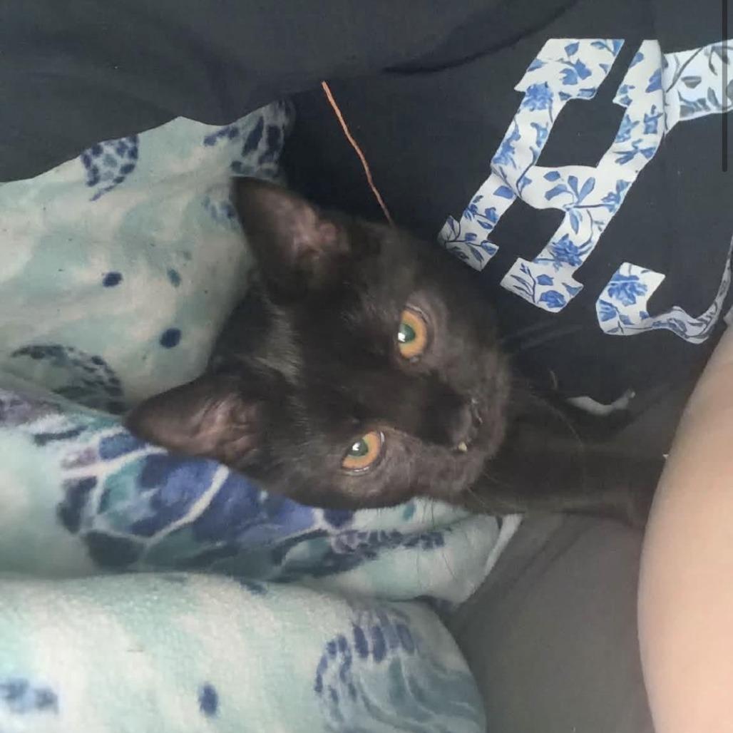 Enlarge Eve, a Adoptable Domestic Short Hair in Harrisonburg, VA image 1/5