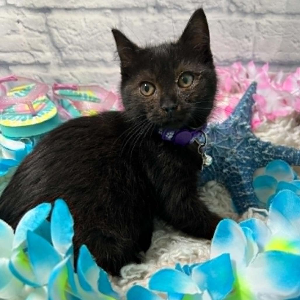 Enlarge Eve, a Adoptable Domestic Short Hair in Harrisonburg, VA image 2/5