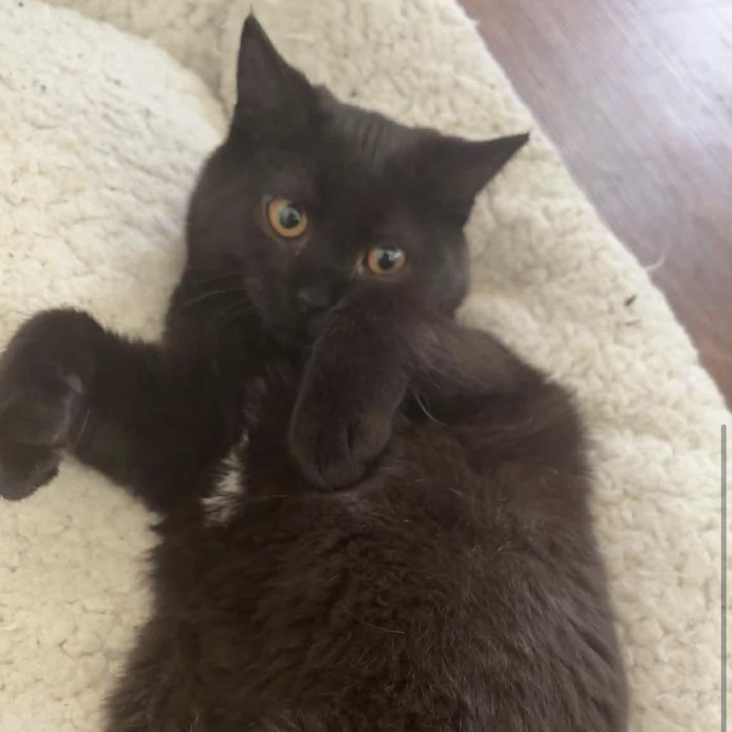 Enlarge Eve, a Adoptable Domestic Short Hair in Harrisonburg, VA image 3/5