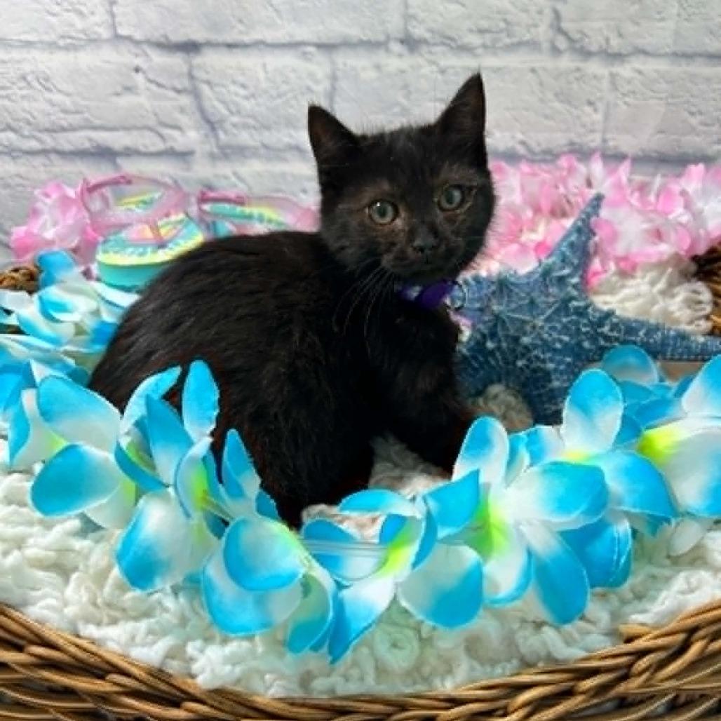Enlarge Eve, a Adoptable Domestic Short Hair in Harrisonburg, VA image 4/5