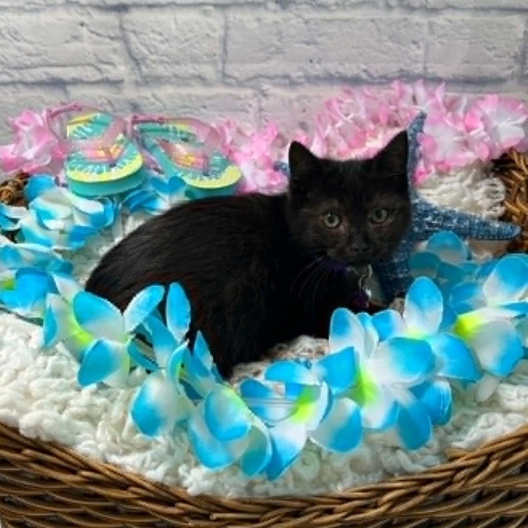 Enlarge Eve, a Adoptable Domestic Short Hair in Harrisonburg, VA image 5/5