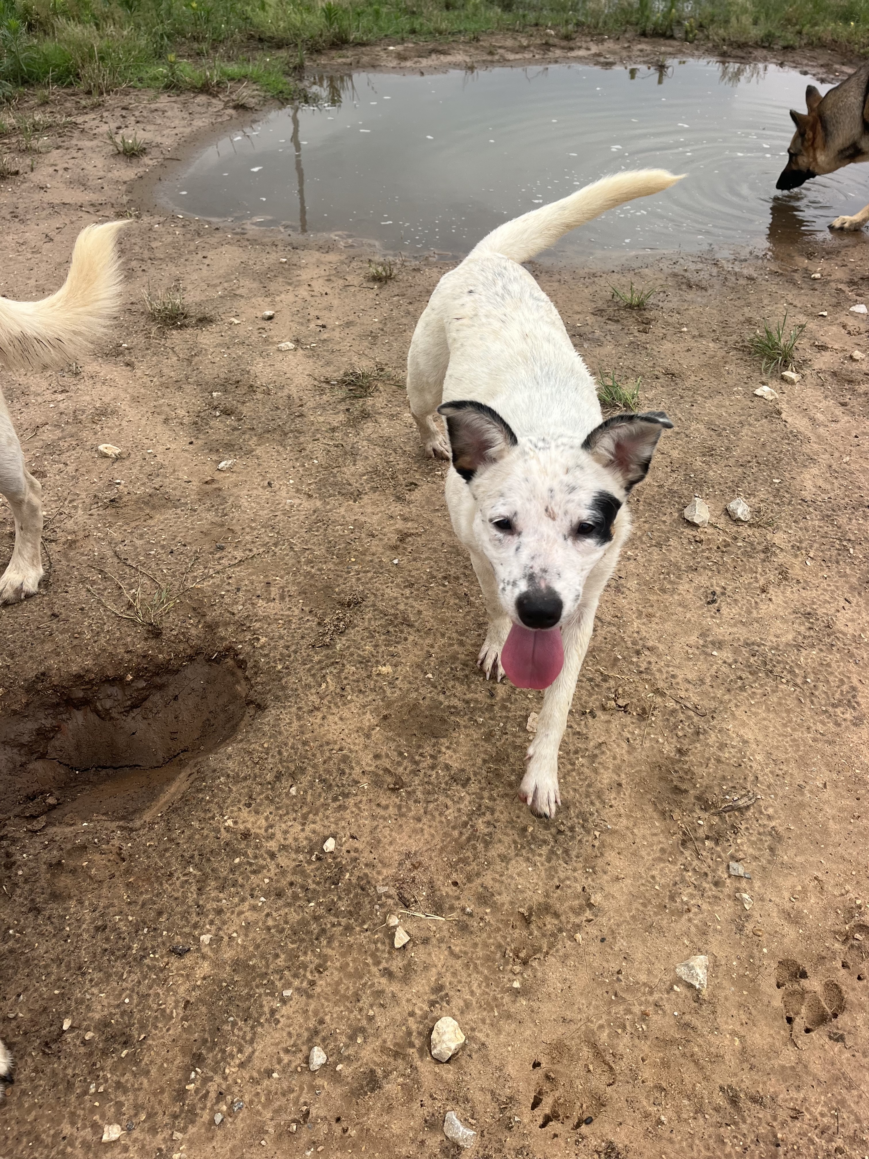 Maggie, Young Female Australian Cattle Dog / Blue Heeler