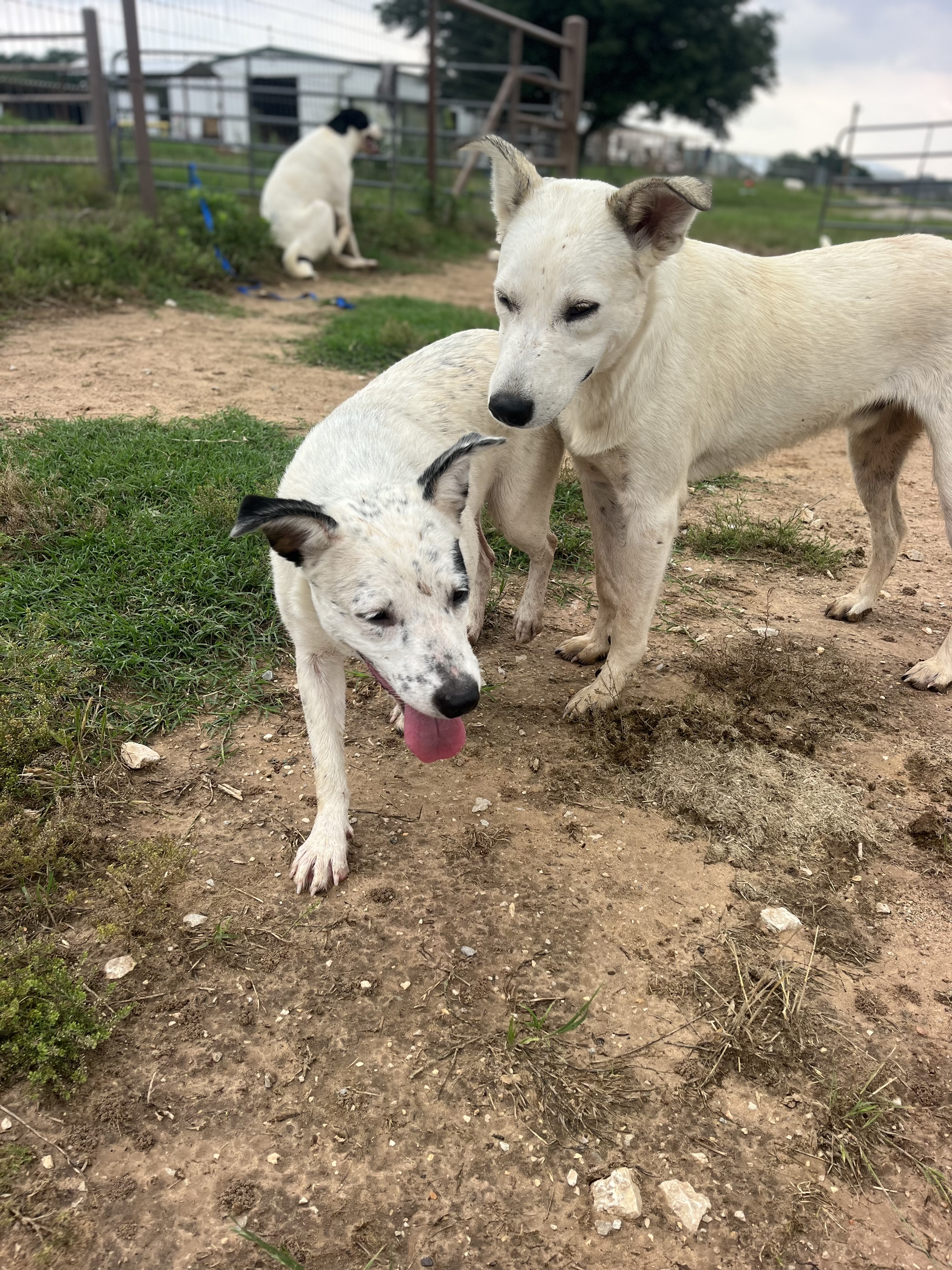 Maggie, a Adoptable Australian Cattle Dog / Blue Heeler in Paradise, TX image 2/3