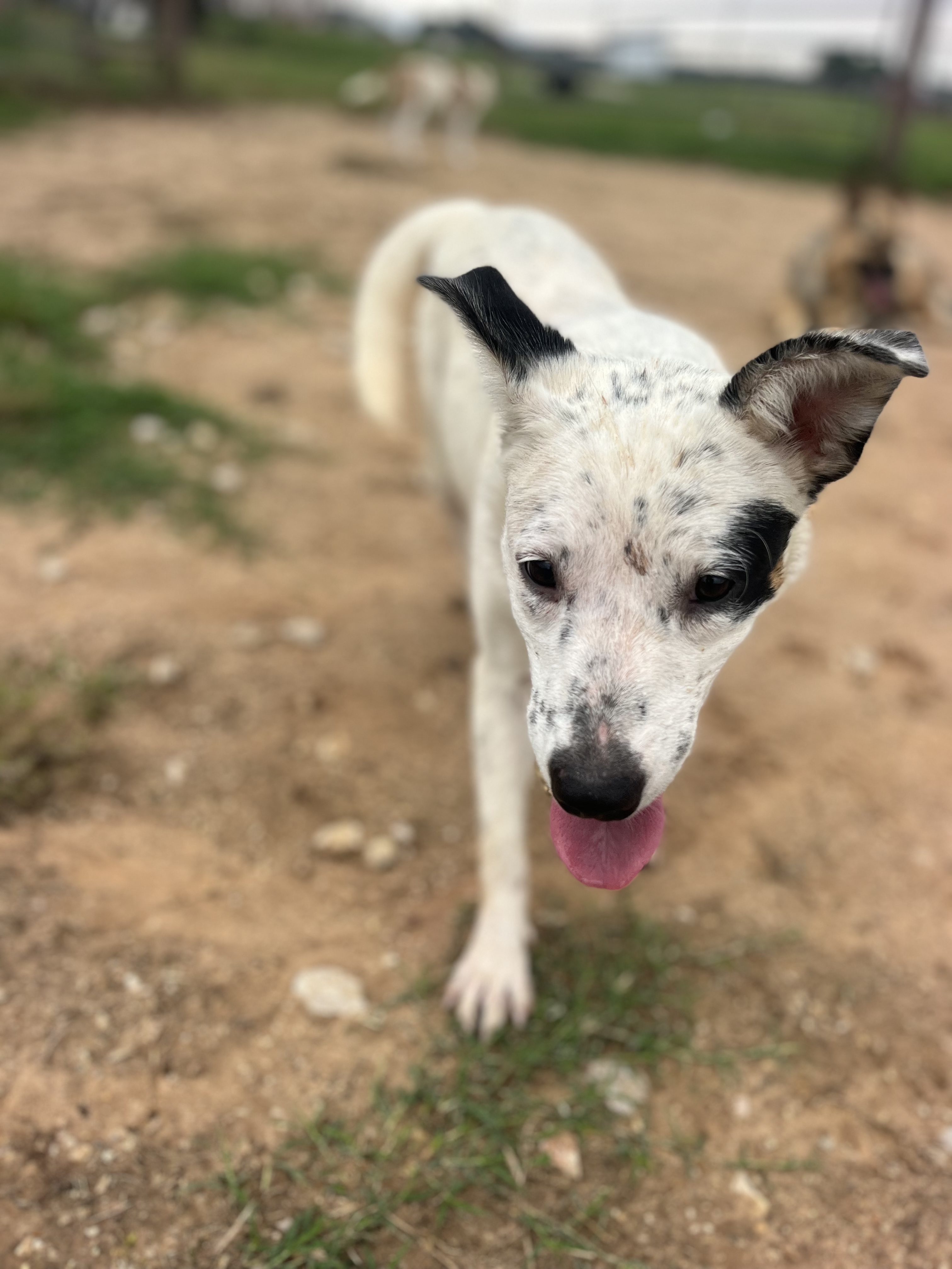 Maggie