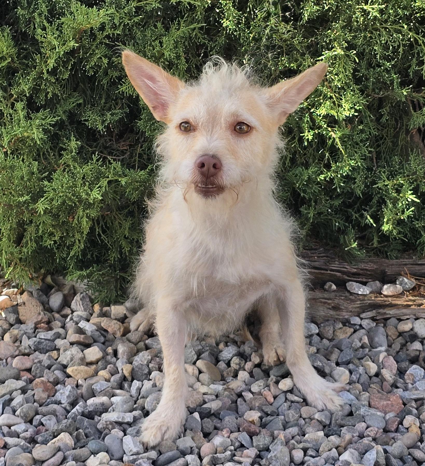 Simply Sweet Lil Mr Sirga - Calm Chillaxed Chorkie, Adoptable, Young Male Chorkie.