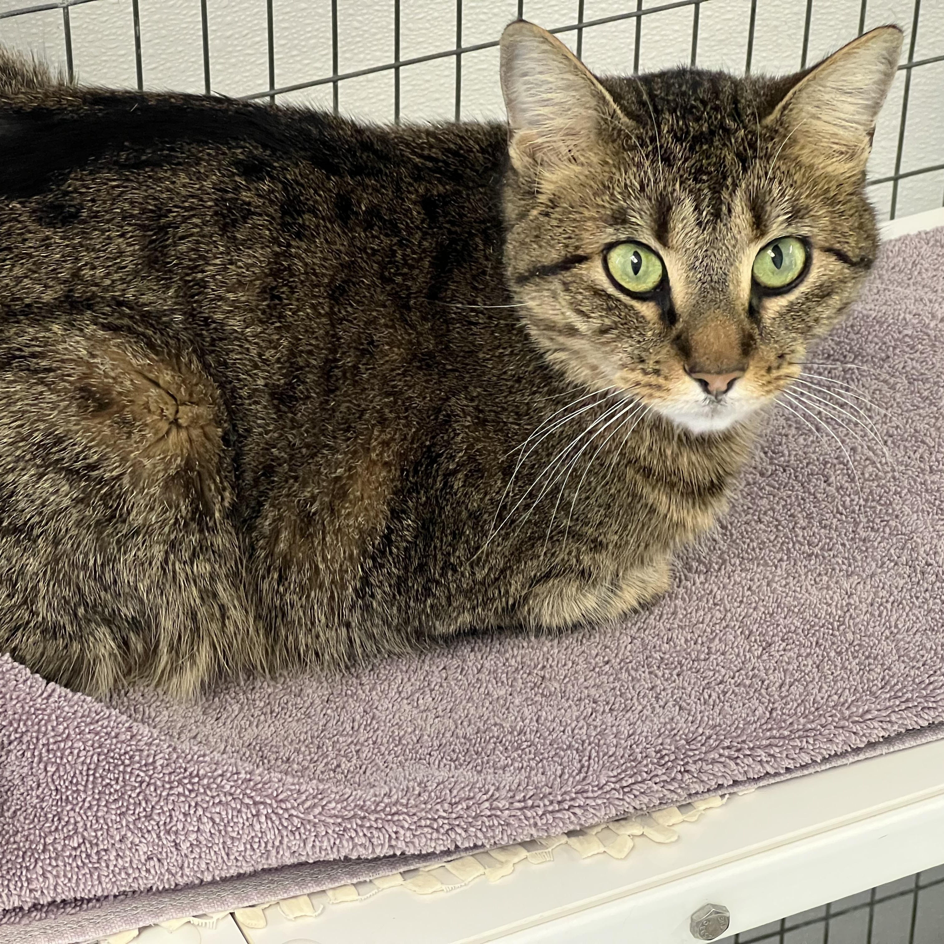 Enlarge Miranda, a ADOPTABLE Domestic Short Hair in Medfield, MA image 3/3