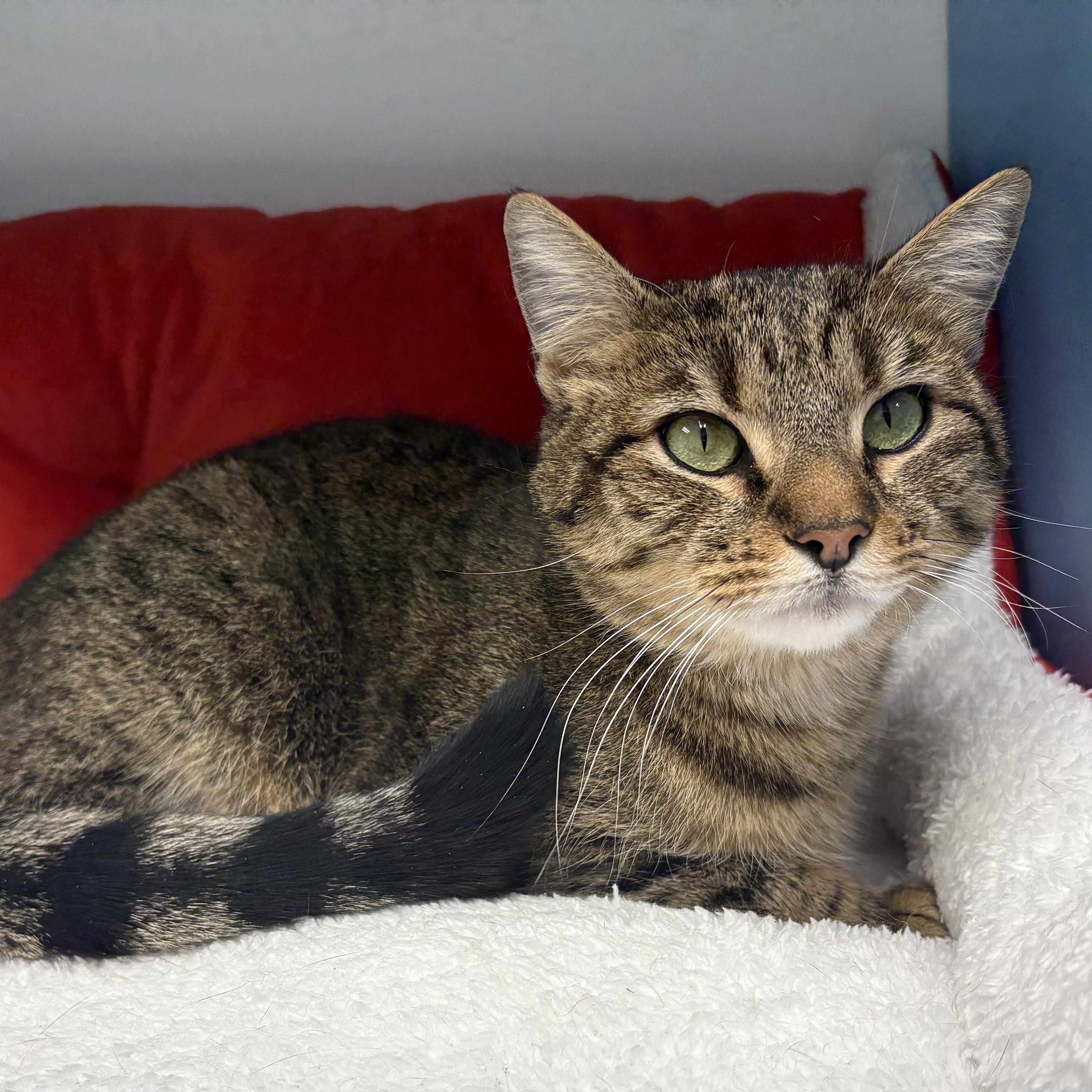Enlarge Miranda, an adopted Domestic Short Hair in Medfield, MA image 4/6