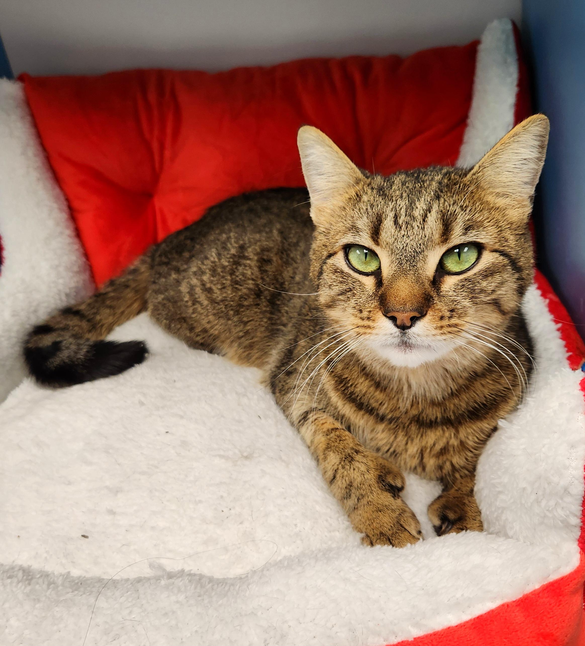 Enlarge Miranda, an adopted Domestic Short Hair in Medfield, MA image 1/6