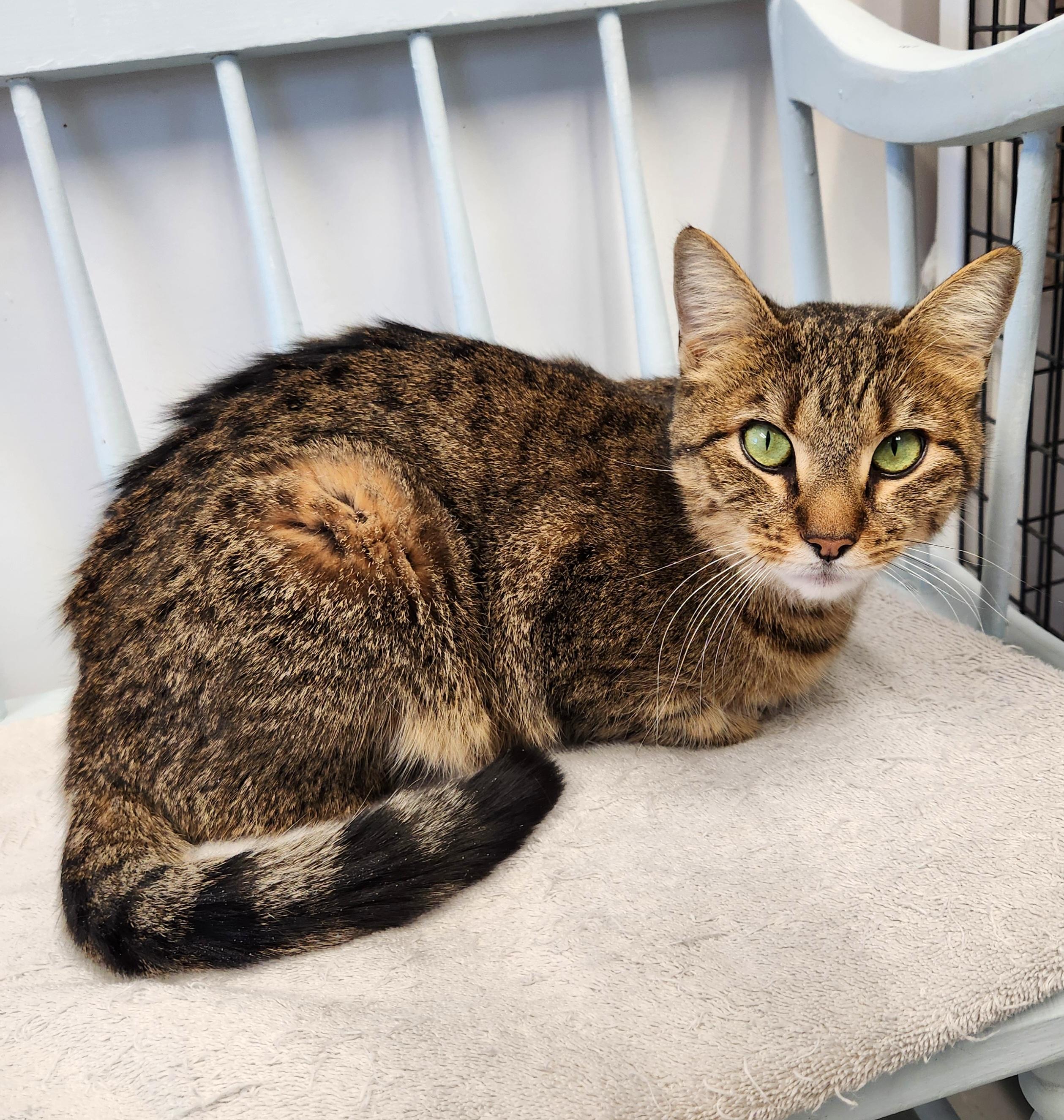 Enlarge Miranda, an adopted Domestic Short Hair in Medfield, MA image 3/6