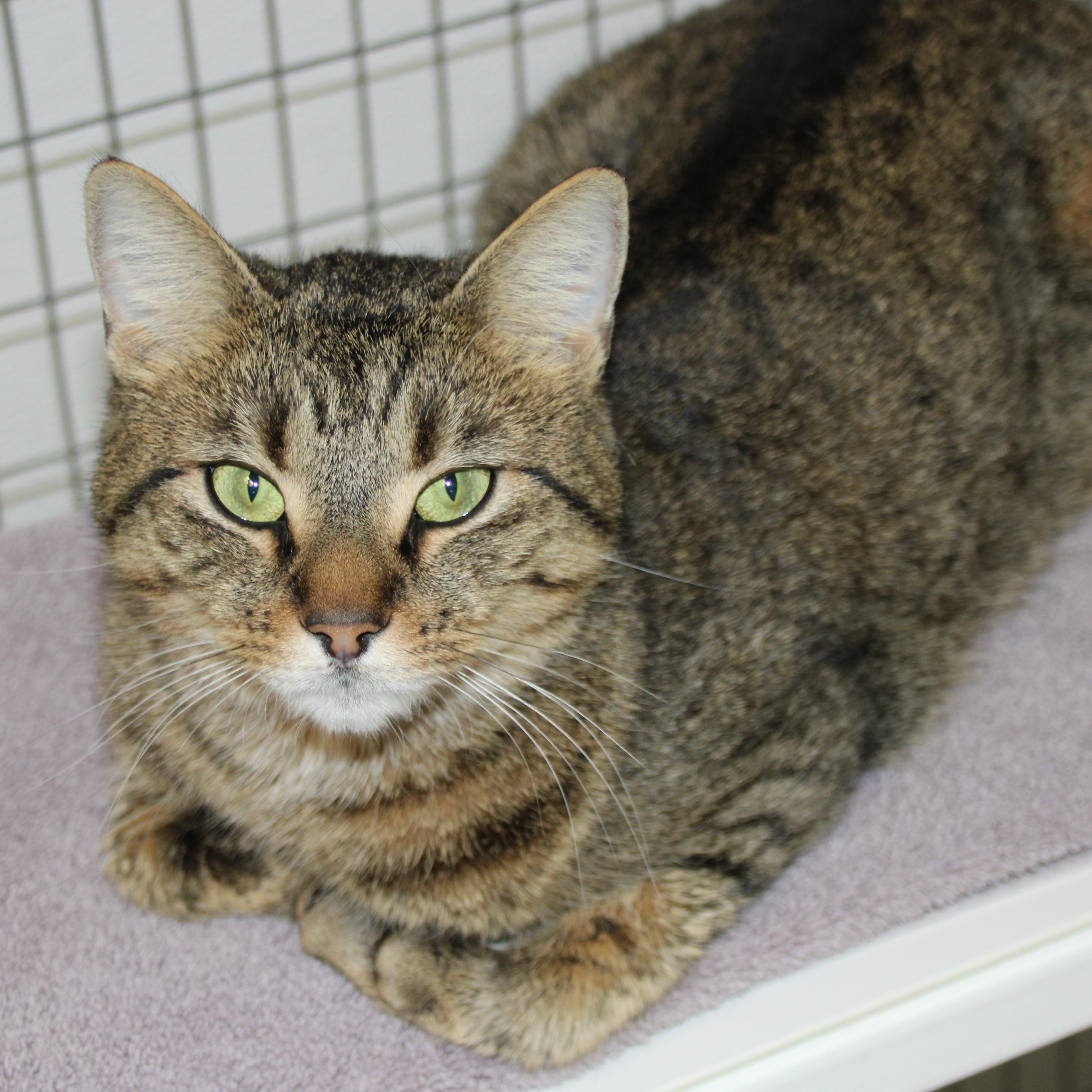 Miranda, ADOPTABLE, Adult Female Domestic Short Hair.
