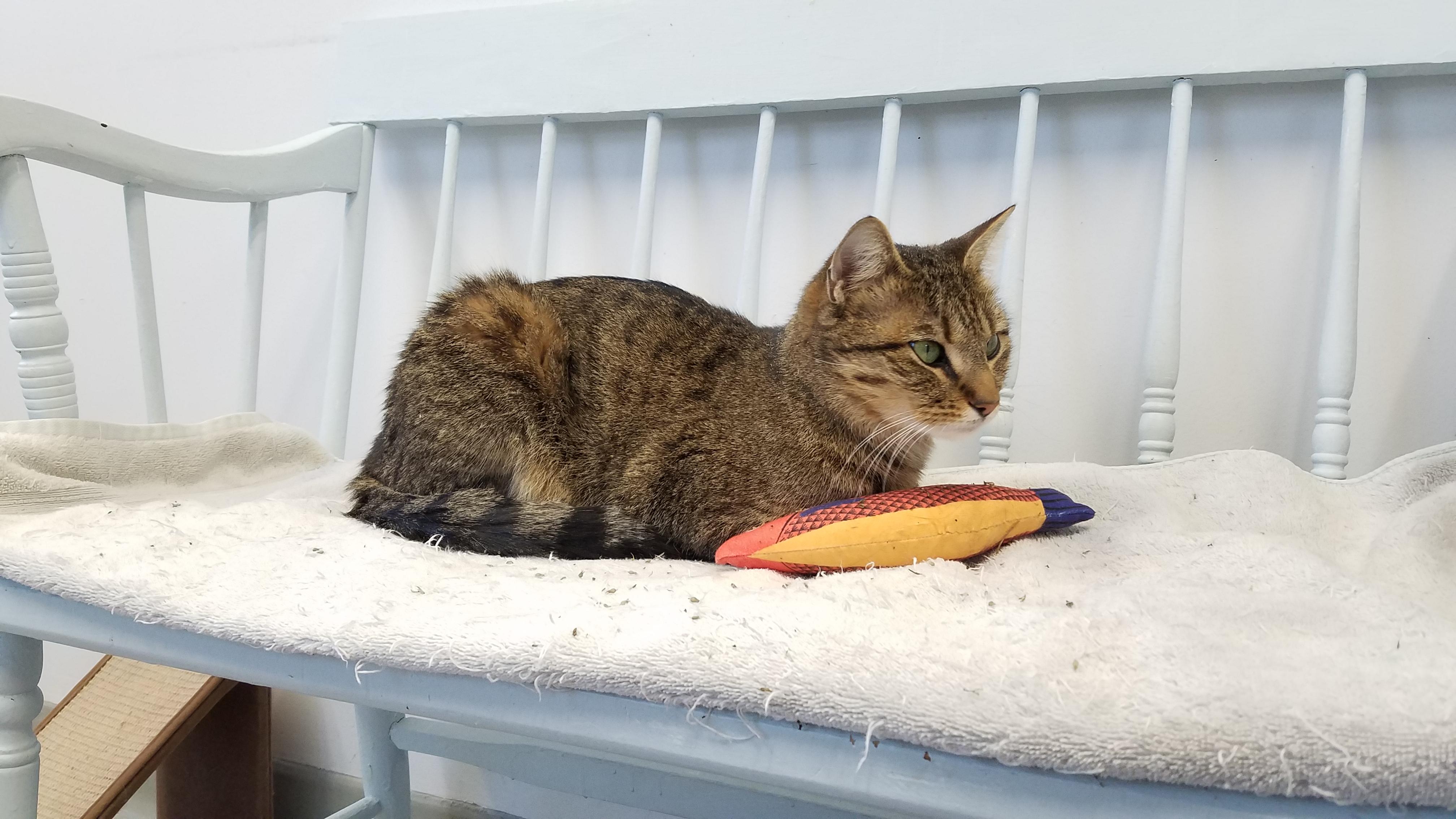 Enlarge Miranda, an adopted Domestic Short Hair in Medfield, MA image 6/6