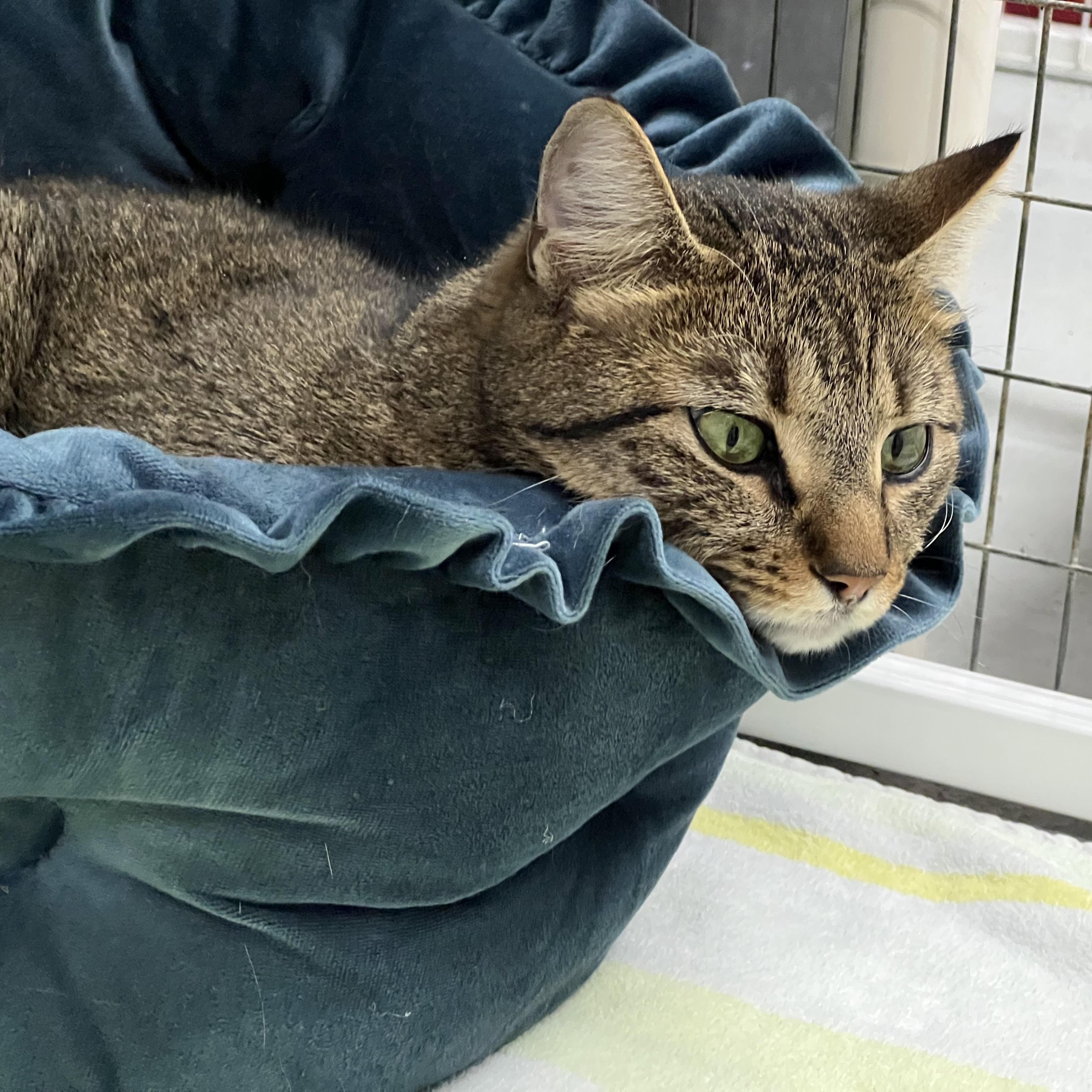 Enlarge Miranda, a ADOPTABLE Domestic Short Hair in Medfield, MA image 2/3