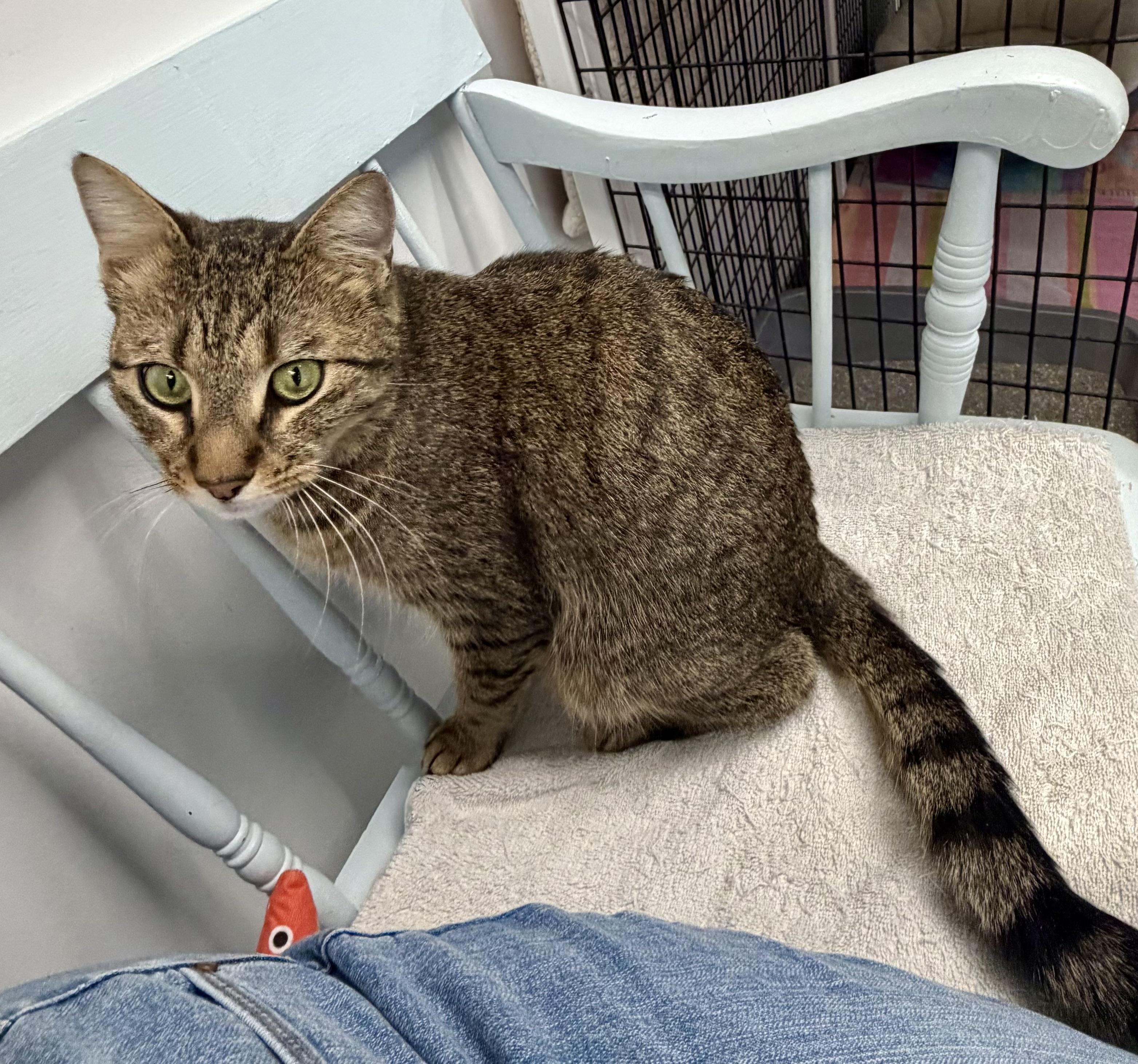 Enlarge Miranda, an adopted Domestic Short Hair in Medfield, MA image 2/6