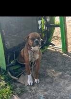 Brownie, Adoptable, Young Male Boxer.