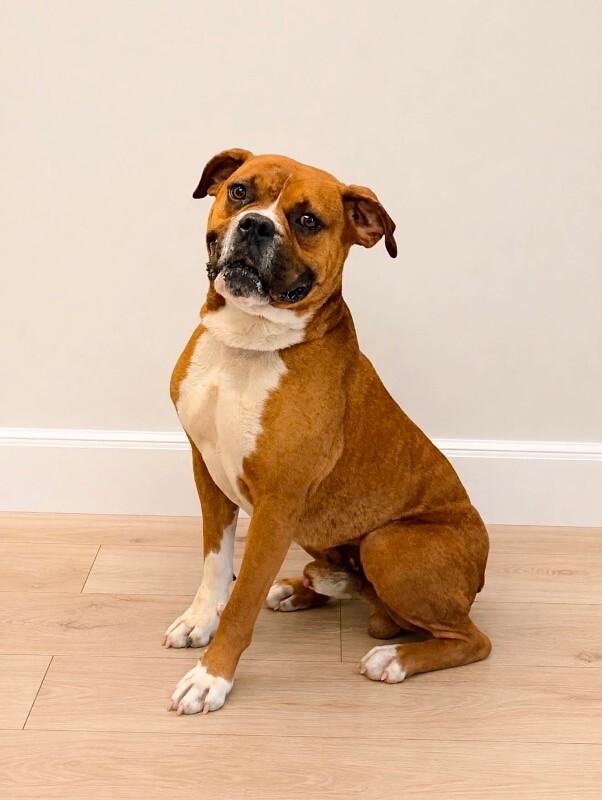 Enlarge Brownie, a Adoptable Boxer in Georgetown, OH image 2/2