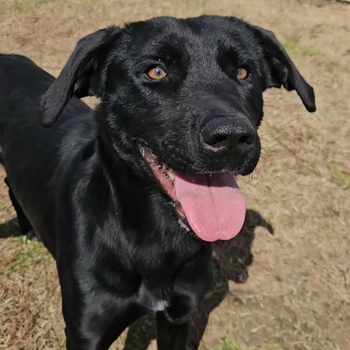 Willow, ADOPTABLE, Young Female Black Labrador Retriever.