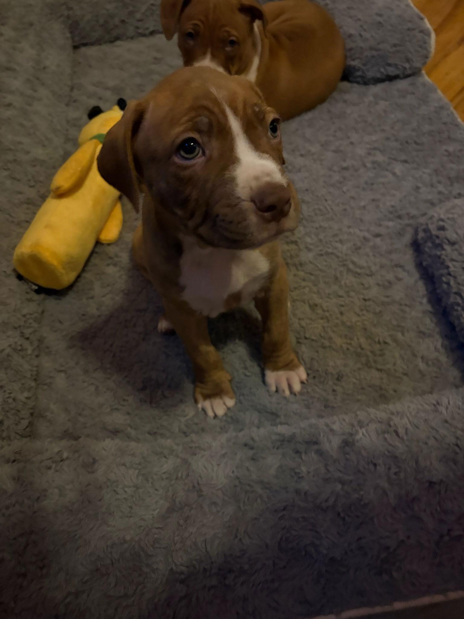 Hulk, Adoptable, Puppy Male American Bulldog.