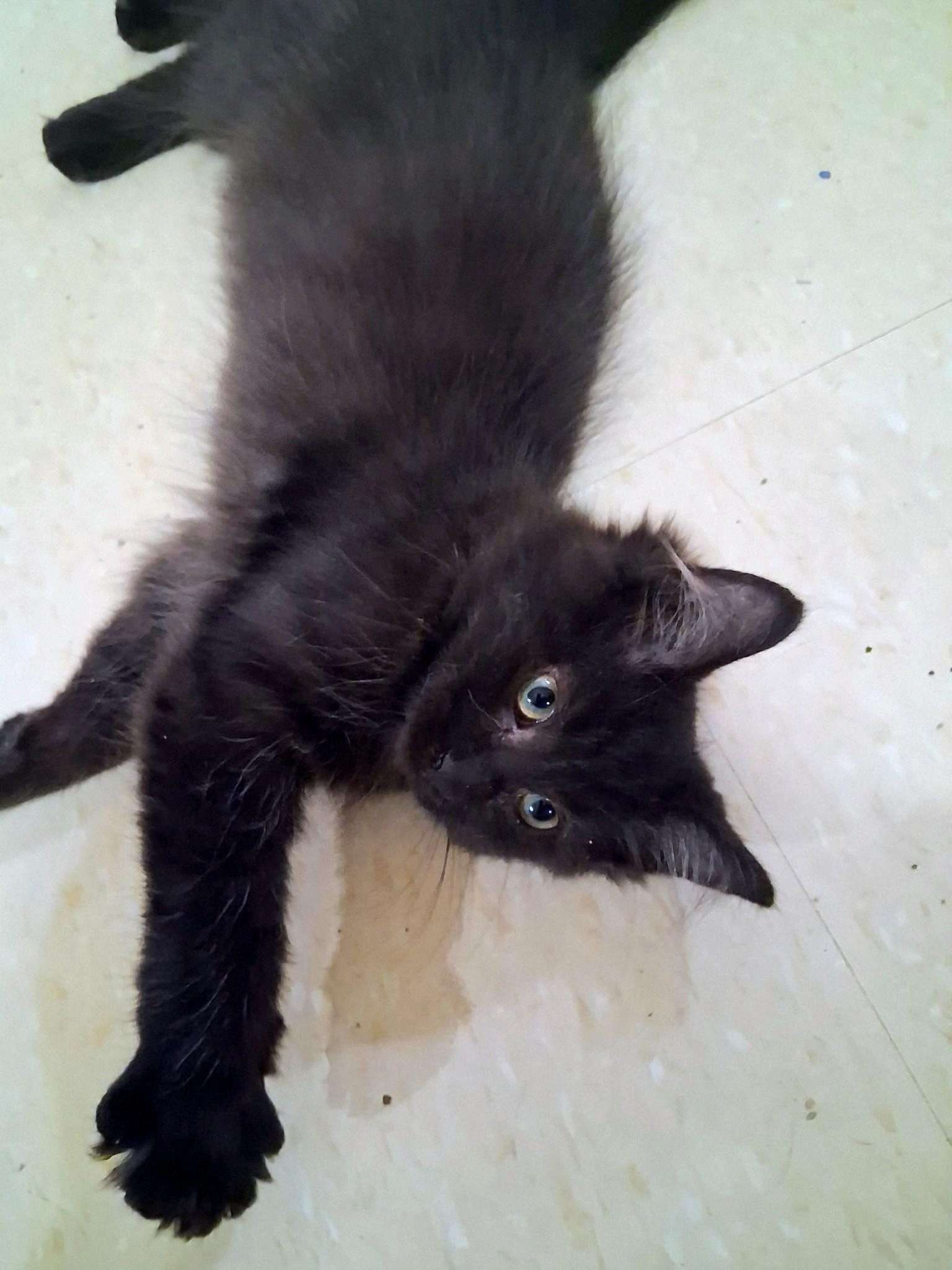 Enlarge Ozzy, a Adopted Domestic Medium Hair in Toronto, ON image 3/6