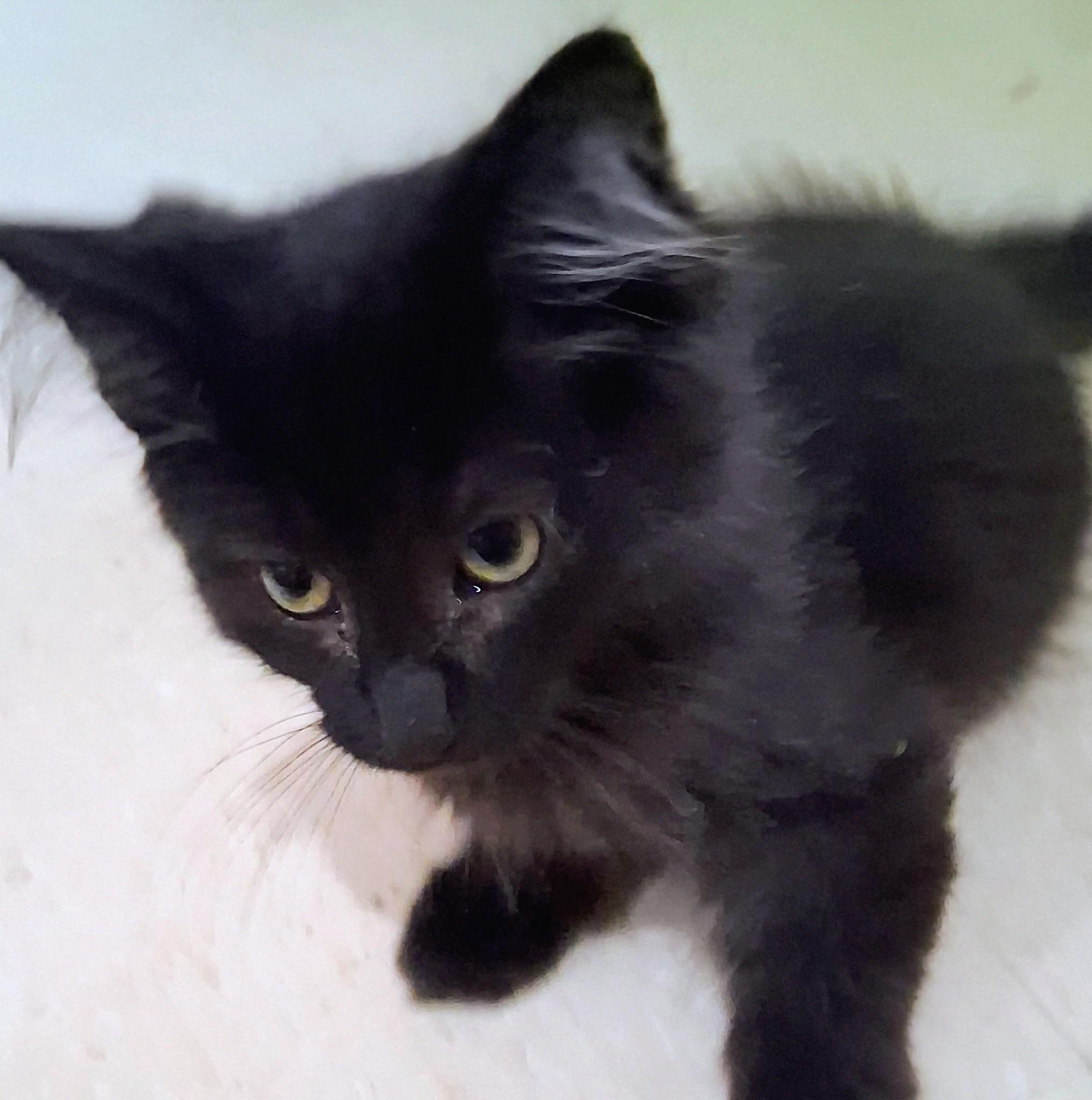 Enlarge Ozzy, a Adopted Domestic Medium Hair in Toronto, ON image 4/6