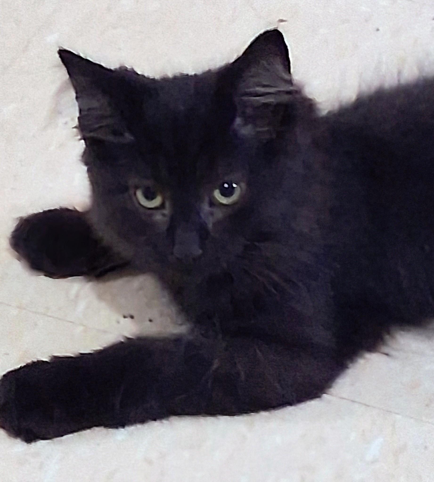 Enlarge Ozzy, a Adopted Domestic Medium Hair in Toronto, ON image 6/6