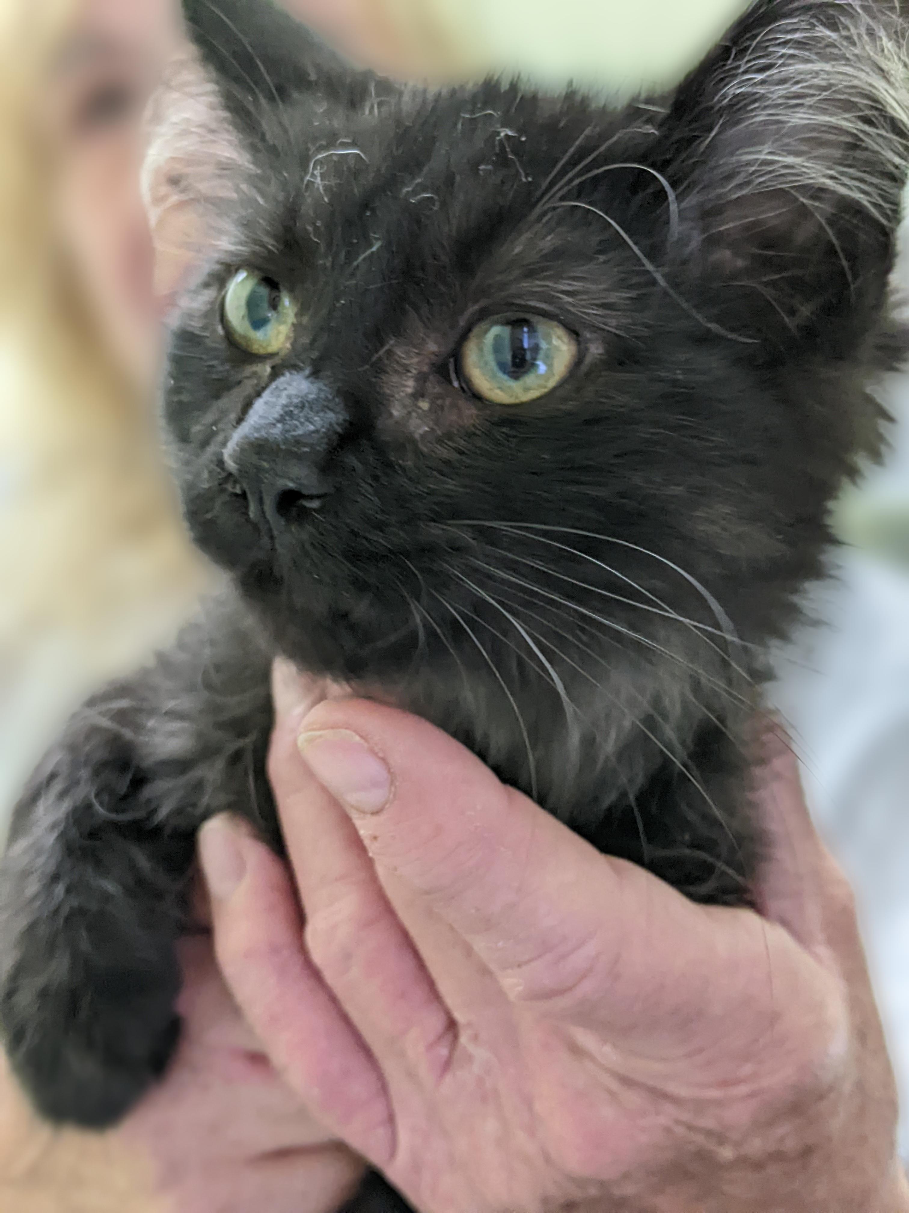 Ozzy, Adopted, Kitten Male Domestic Medium Hair.