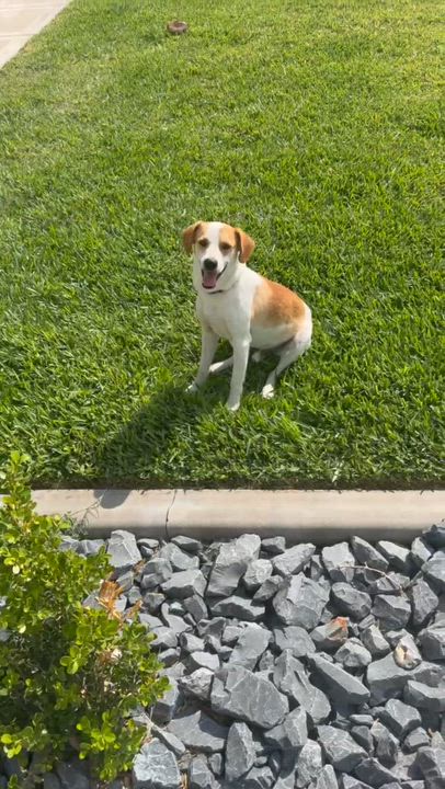 Enlarge Brownie Boy, a Adoptable mixed breed in Eagan, MN video 2/6