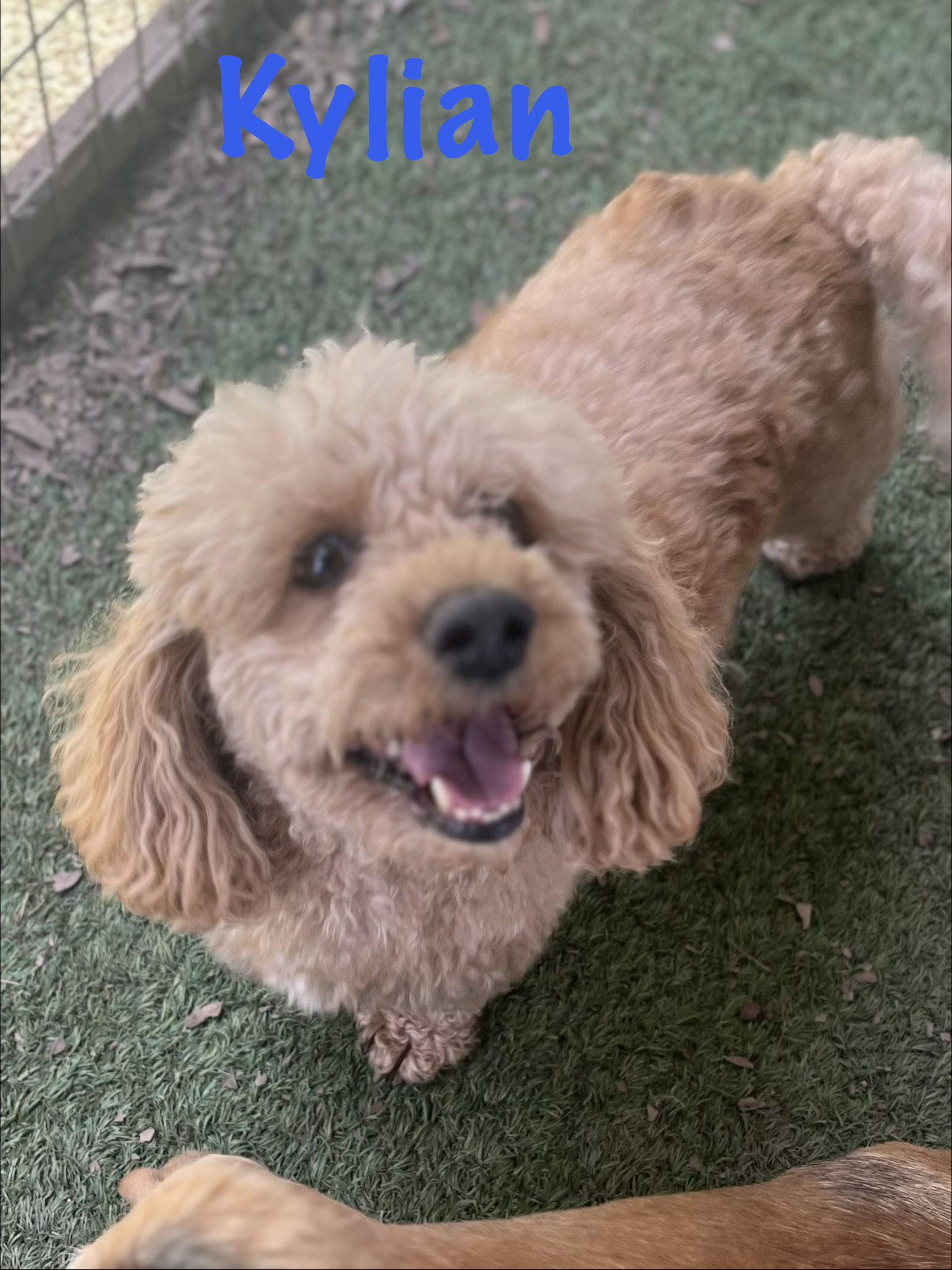 Enlarge Kylian, a Adopted Poodle in Pipe Creek, TX image 1/3