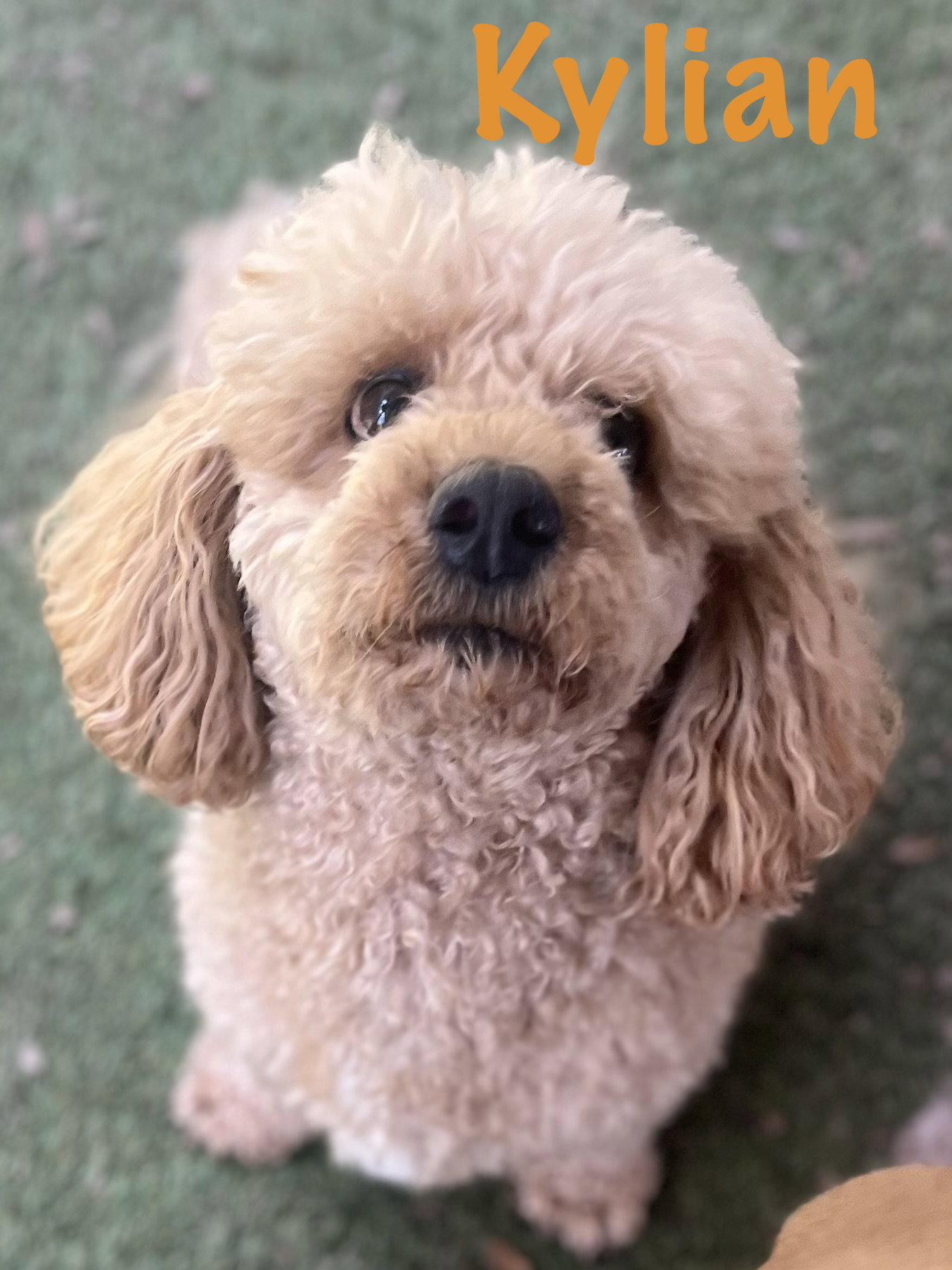 Enlarge Kylian, a Adopted Poodle in Pipe Creek, TX image 2/3