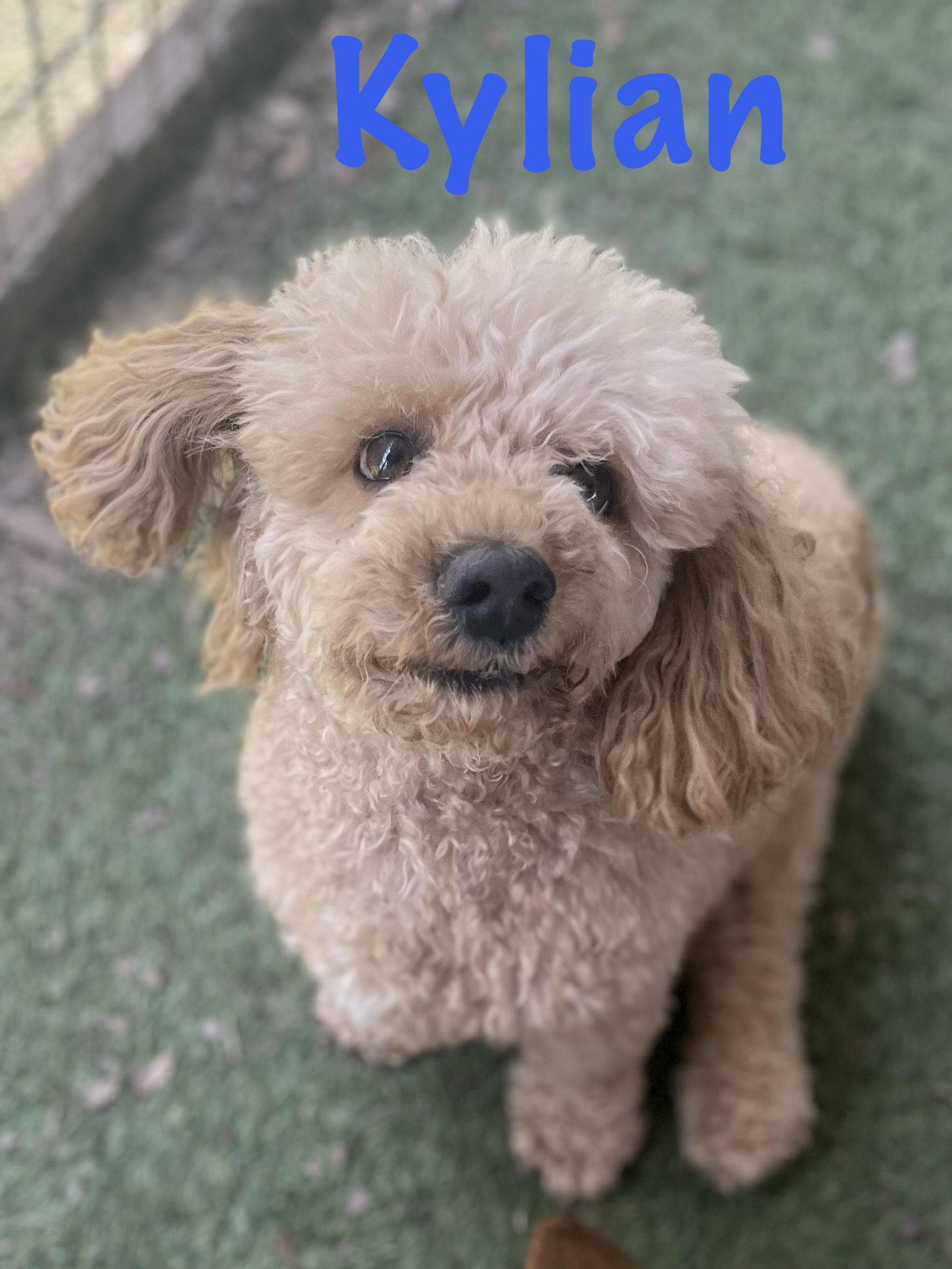 Enlarge Kylian, a Adopted Poodle in Pipe Creek, TX image 3/3