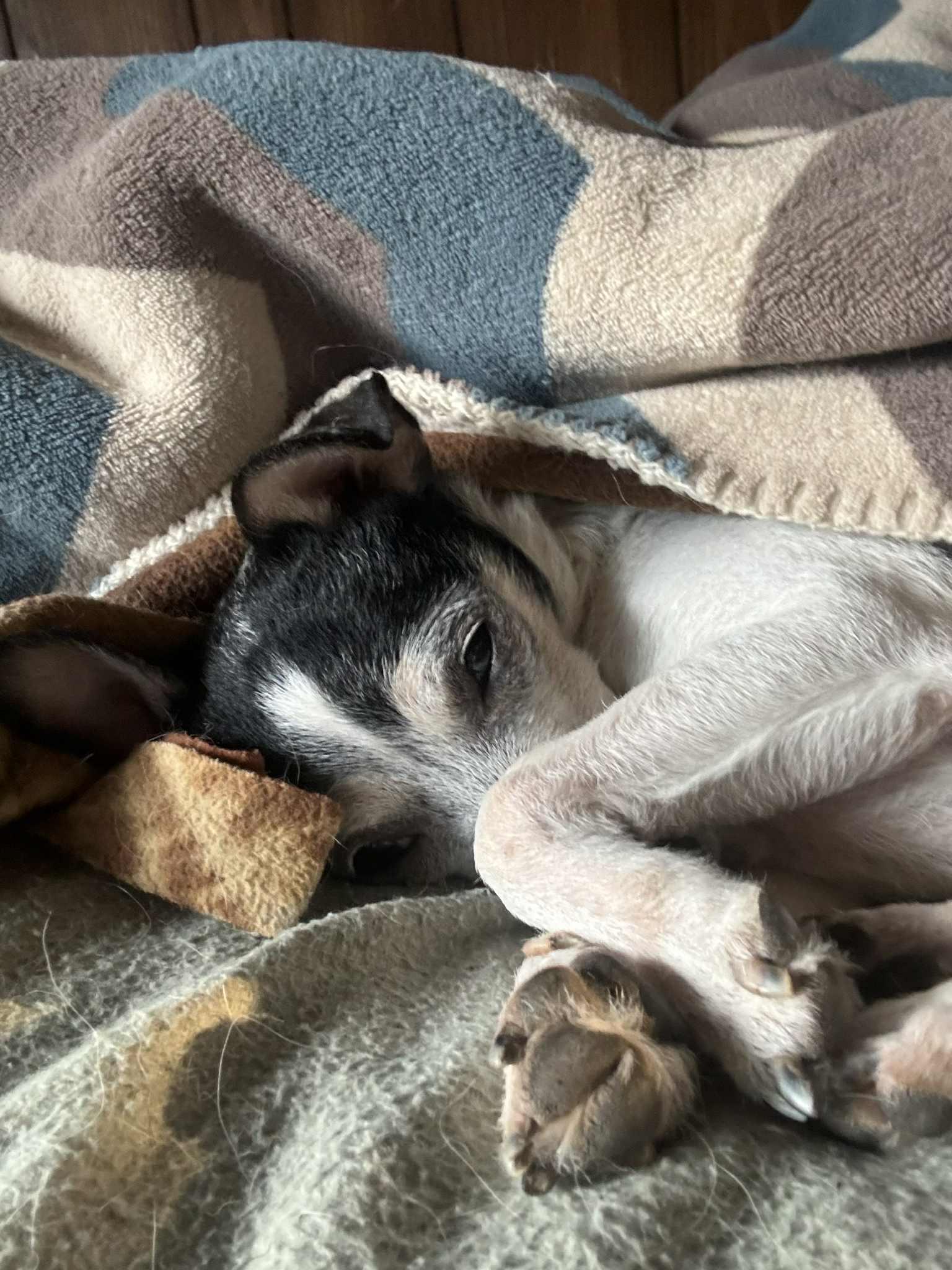 Enzo (was BooBoo)