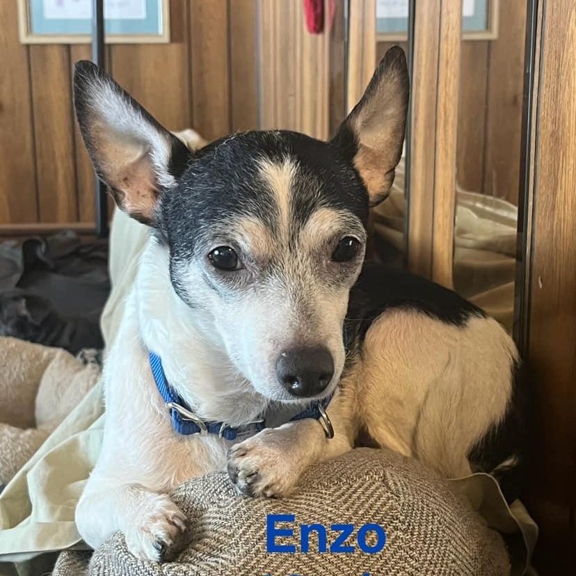Enlarge Enzo, a Adoptable mixed breed in Watertown, WI image 1/6