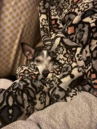 Enlarge Enzo, a Adoptable mixed breed in Watertown, WI image 3/6