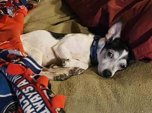 Enlarge Enzo, a Adoptable mixed breed in Watertown, WI image 5/6