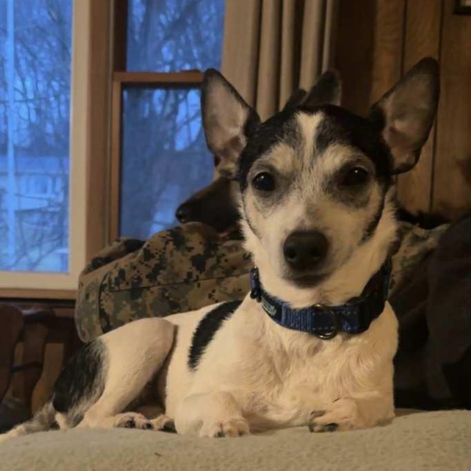 Enlarge Enzo, a Adoptable mixed breed in Watertown, WI image 2/6