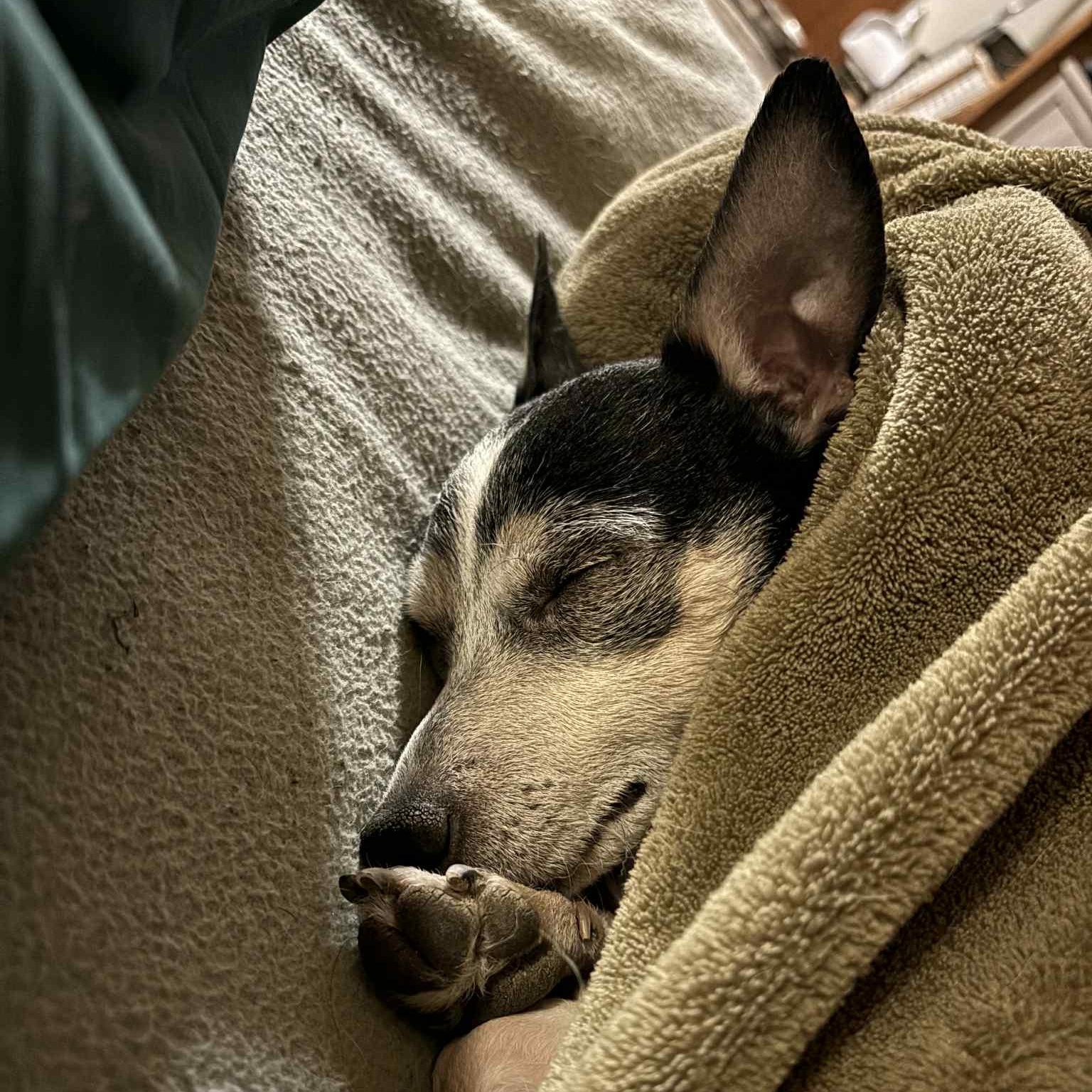 Enzo (was BooBoo)