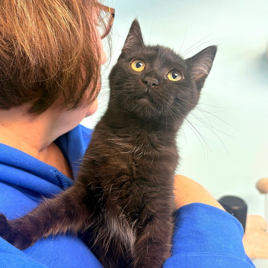 Enlarge Hex, a Adoptable Domestic Short Hair in PITTSBURGH, PA image 2/4