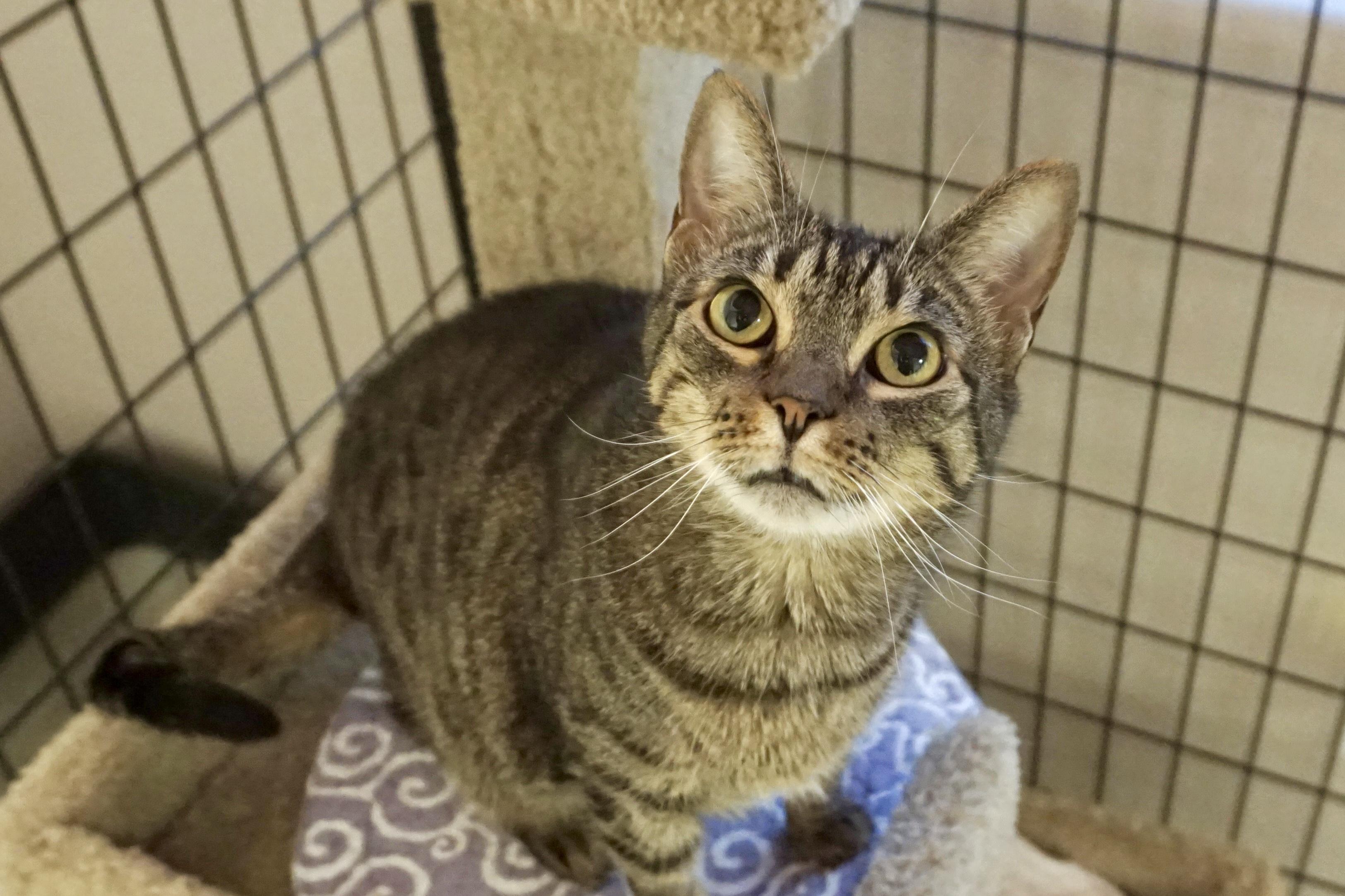 Enlarge Pumpkin III, a Adoptable Domestic Short Hair in Fountain Hills, AZ image 3/4