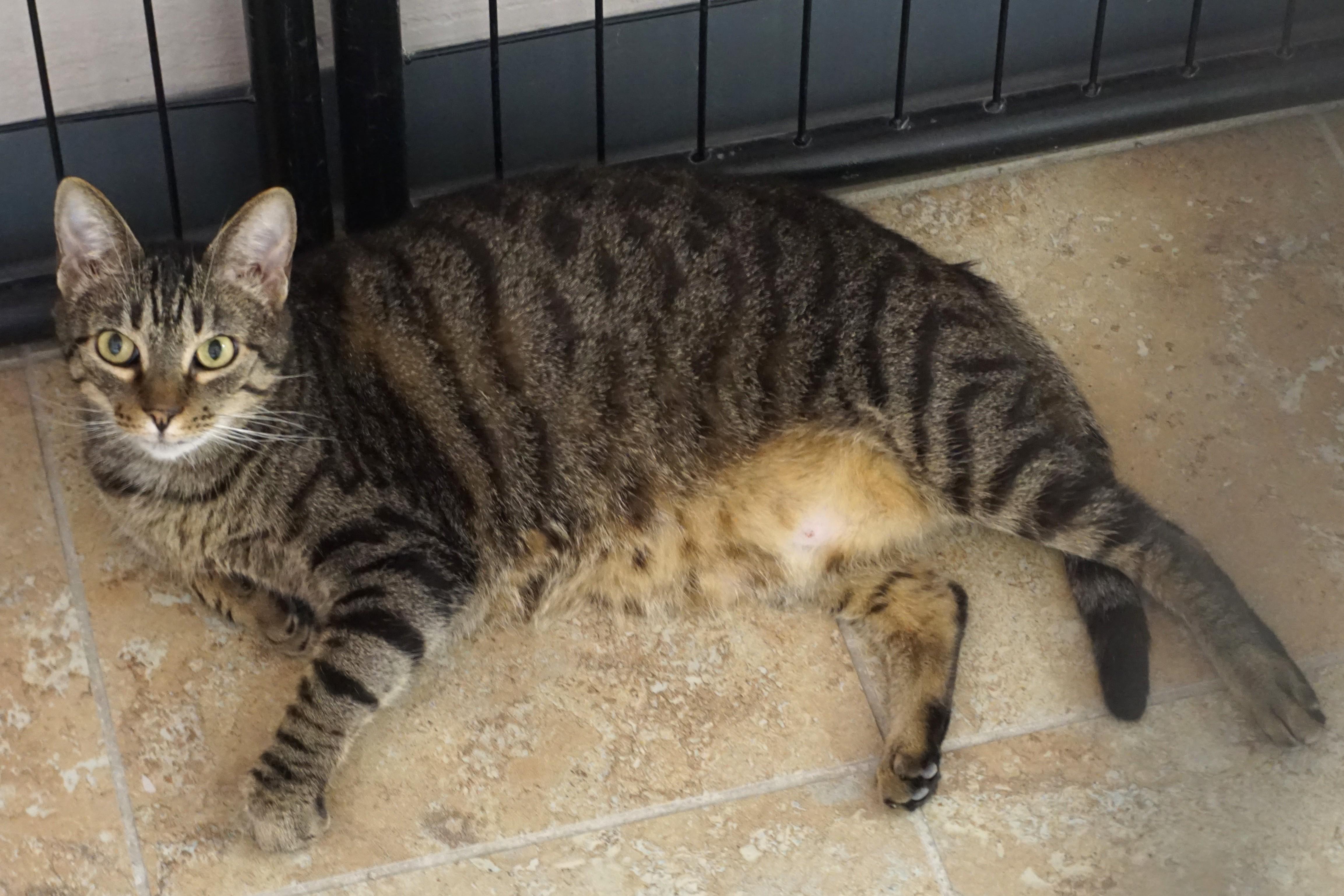 Enlarge Pumpkin III, a Adoptable Domestic Short Hair in Fountain Hills, AZ image 2/4