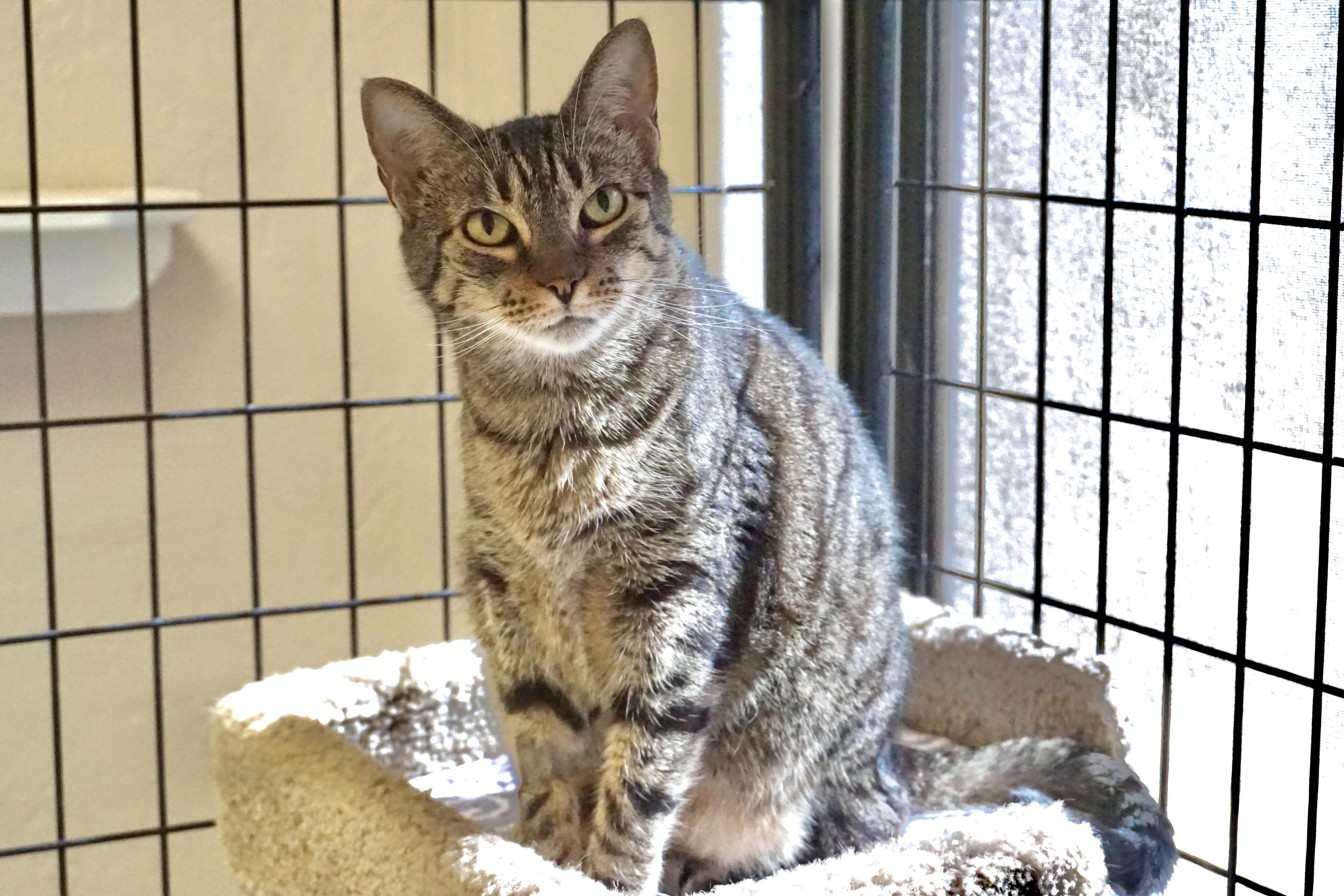 Enlarge Pumpkin III, a Adoptable Domestic Short Hair in Fountain Hills, AZ image 4/4