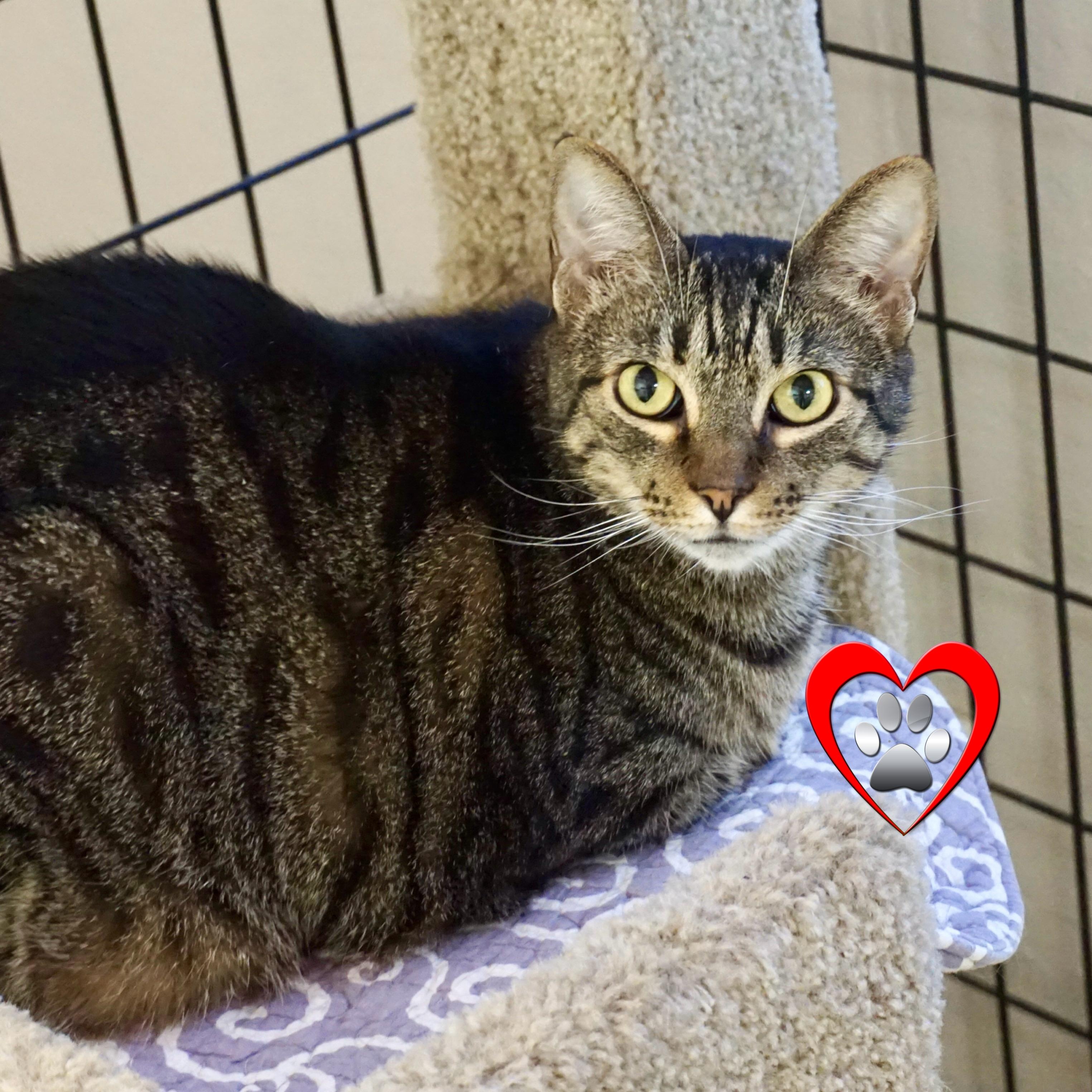 Pumpkin III, Adoptable, Senior Female Domestic Short Hair.