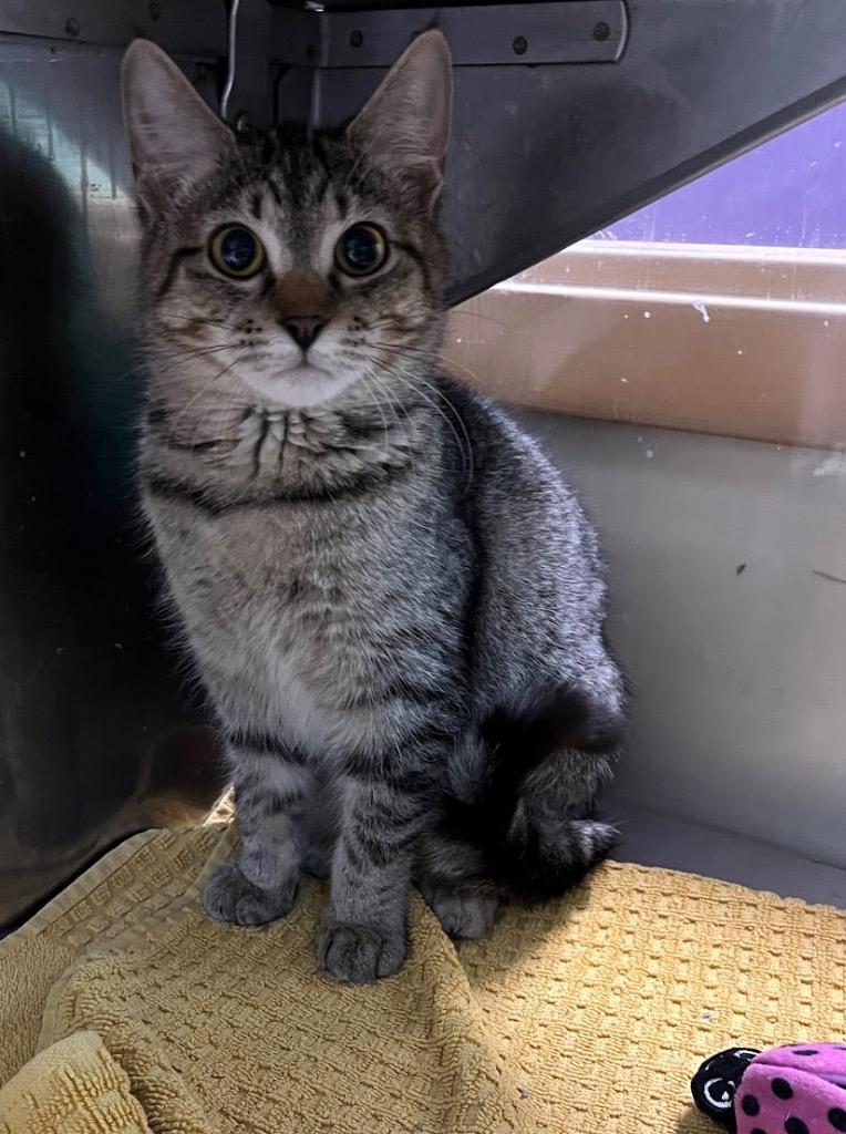 Enlarge Shade, a Adoptable mixed breed in Little Rock, AR image 1/1