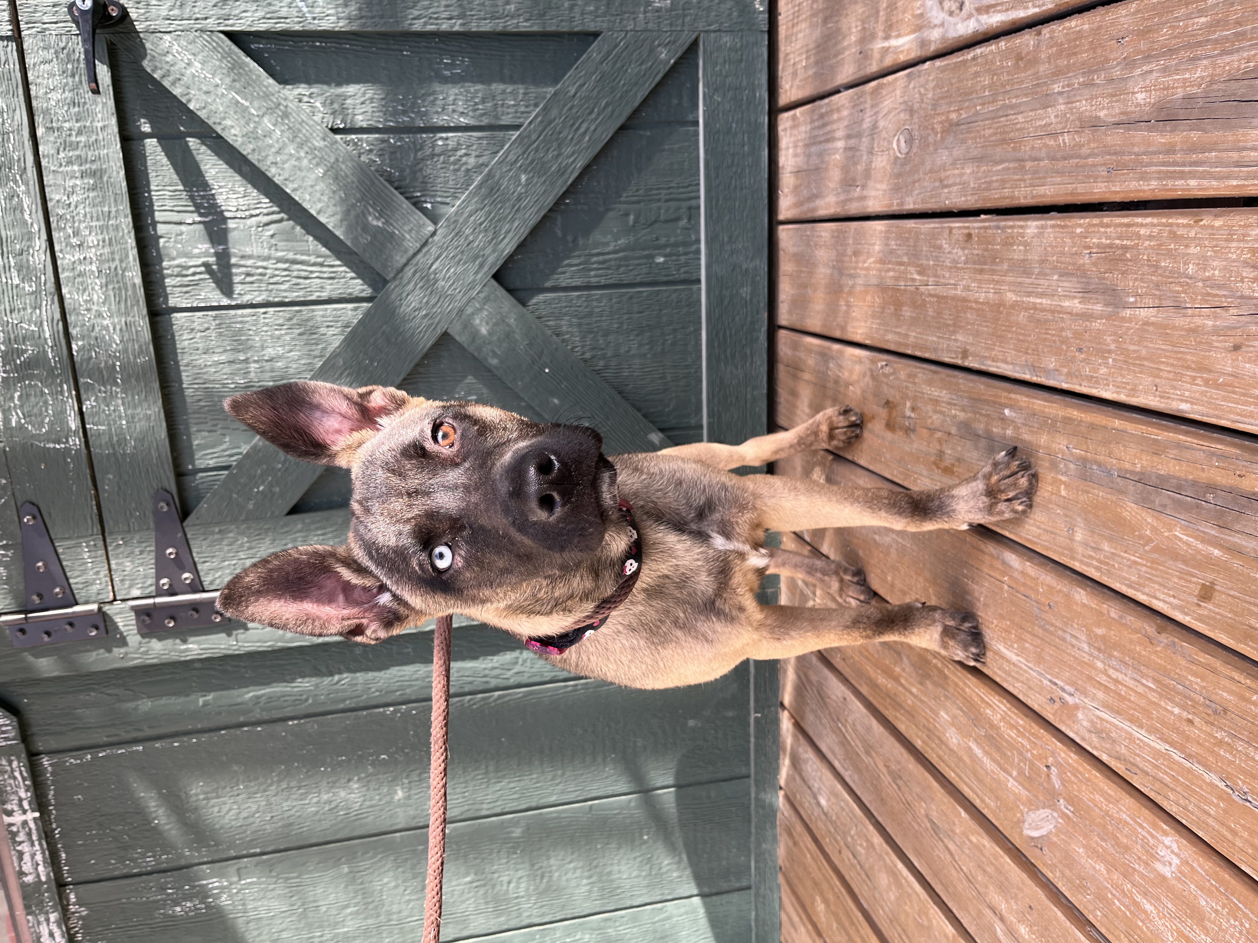 Dog for adoption Skull Crusher, a Husky & Shepherd Mix in Stowe, VT
