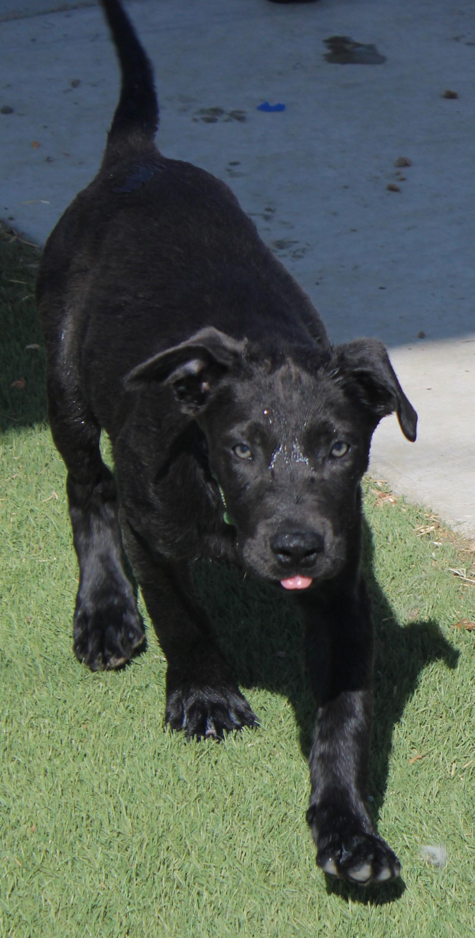 ROSE, Adoptable, Young Female Black Labrador Retriever & American Staffordshire Terrier.